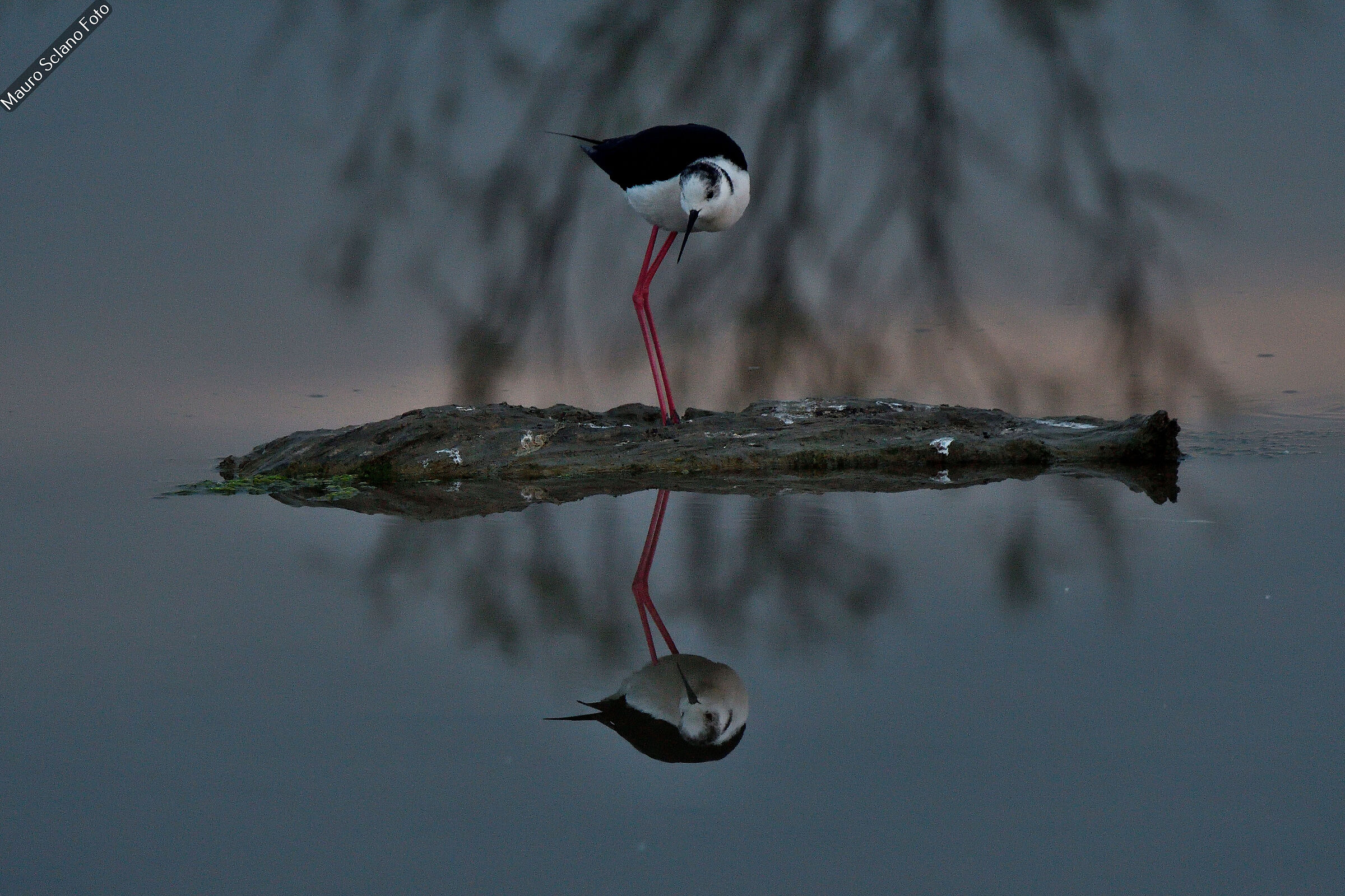 Black-winged Stilt