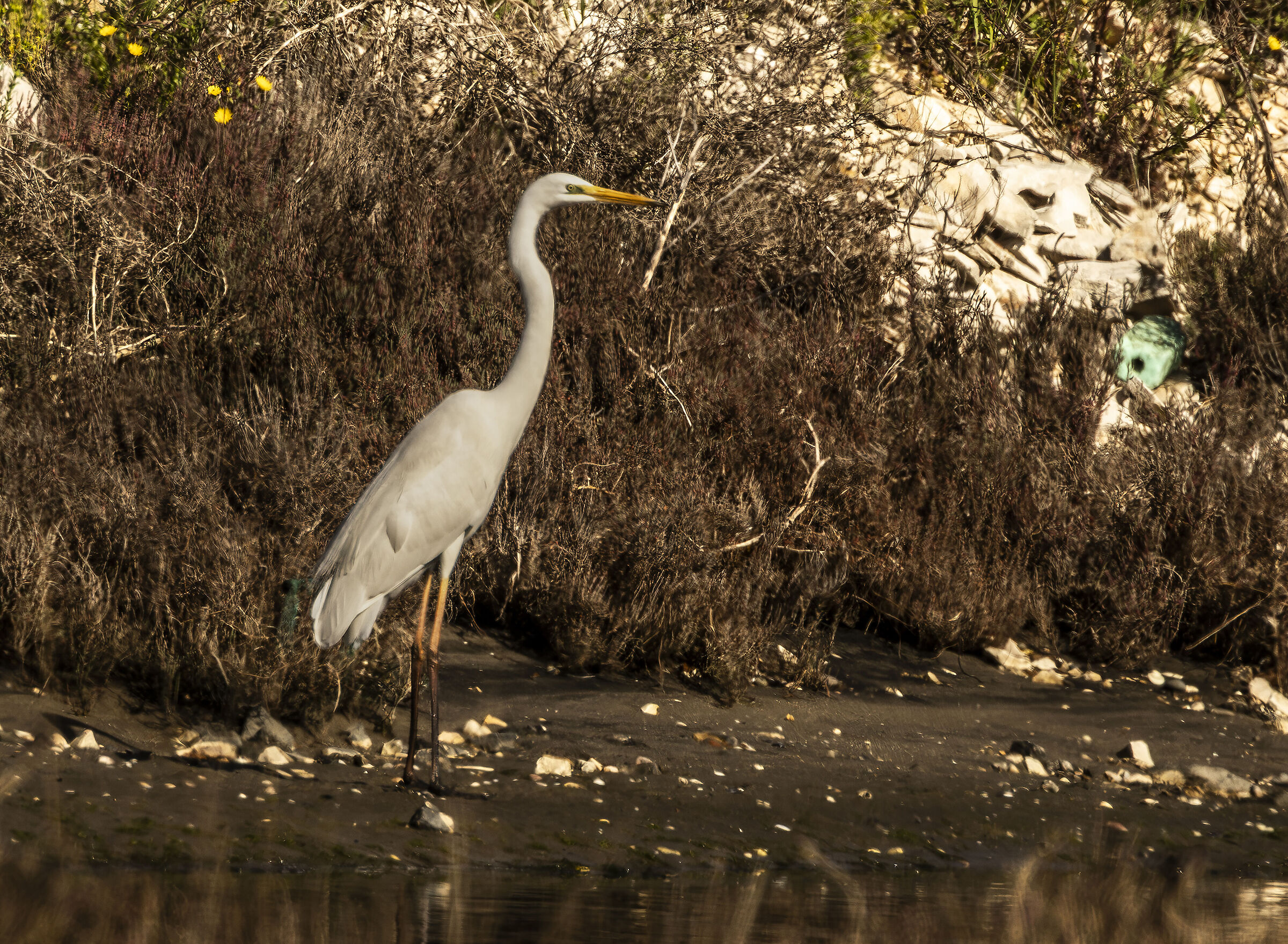 Great Heron