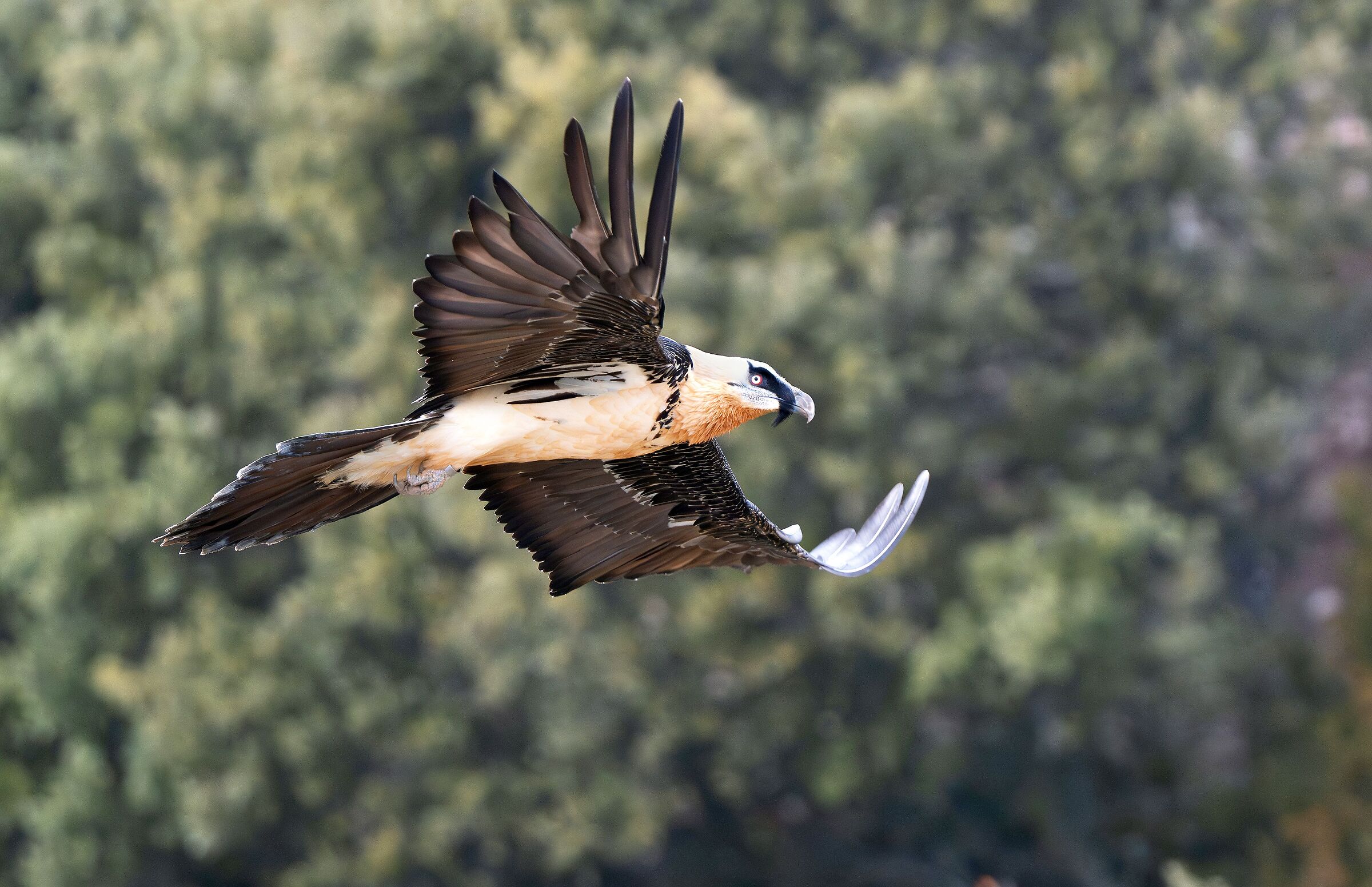 Bearded vulture