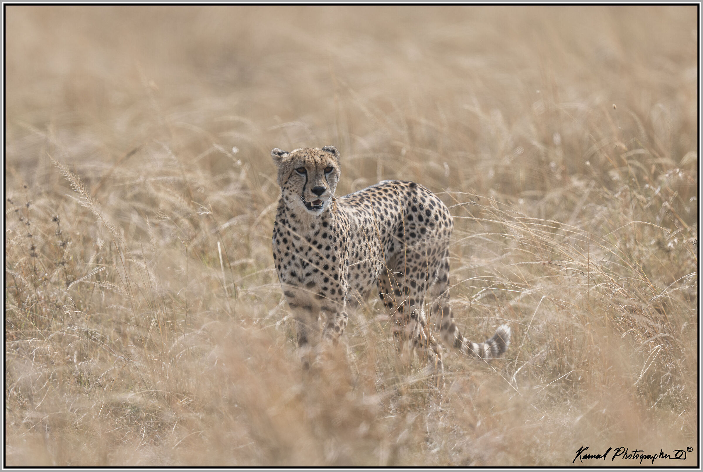 Acinonyx jubatus