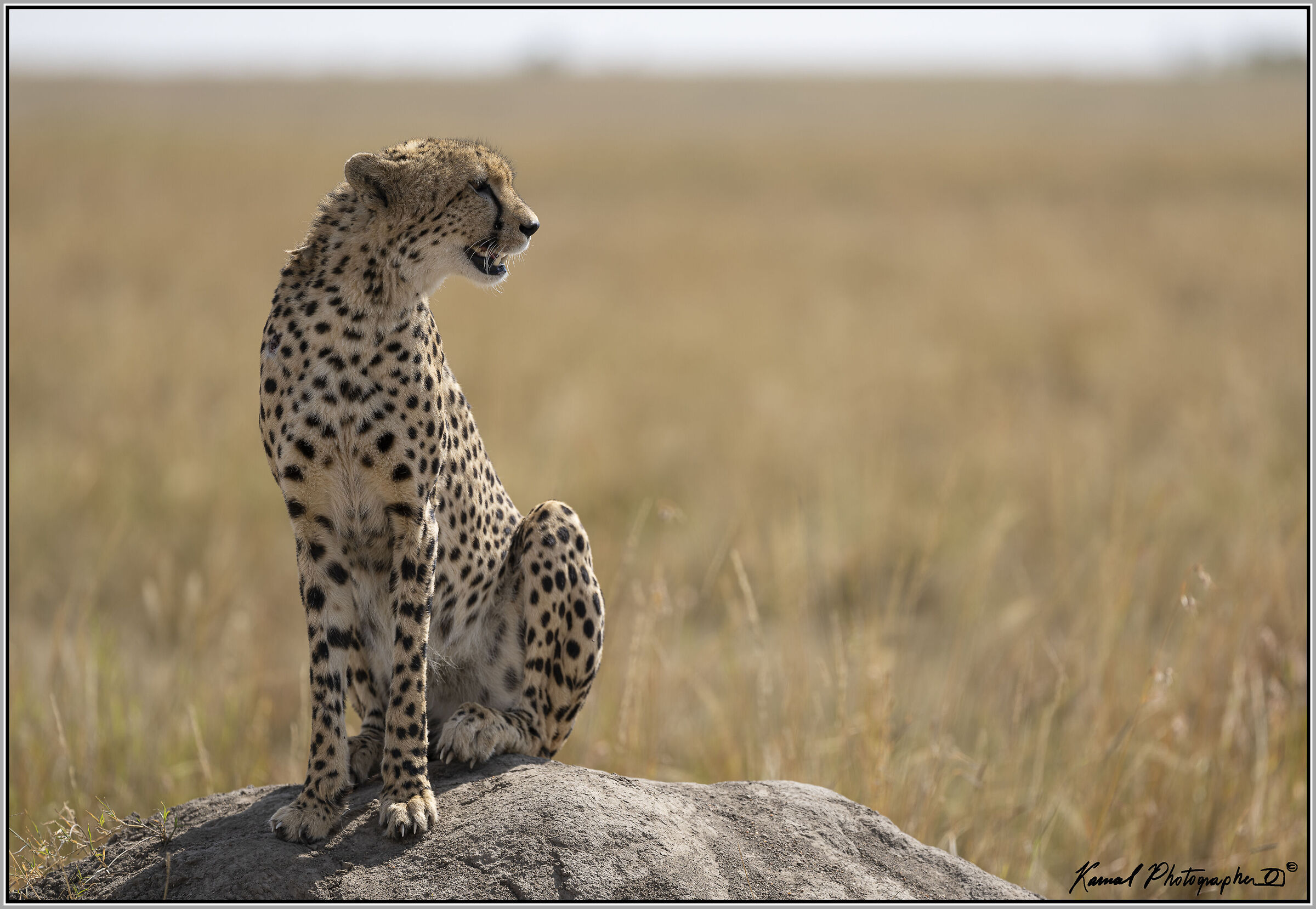 Acinonyx jubatus