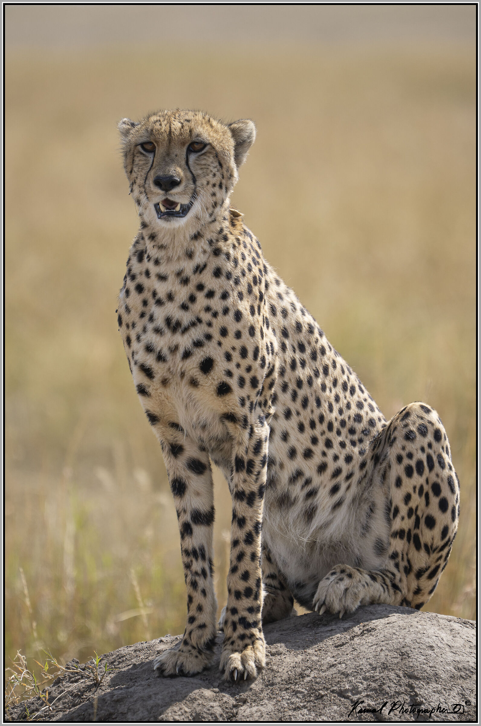 Acinonyx jubatus