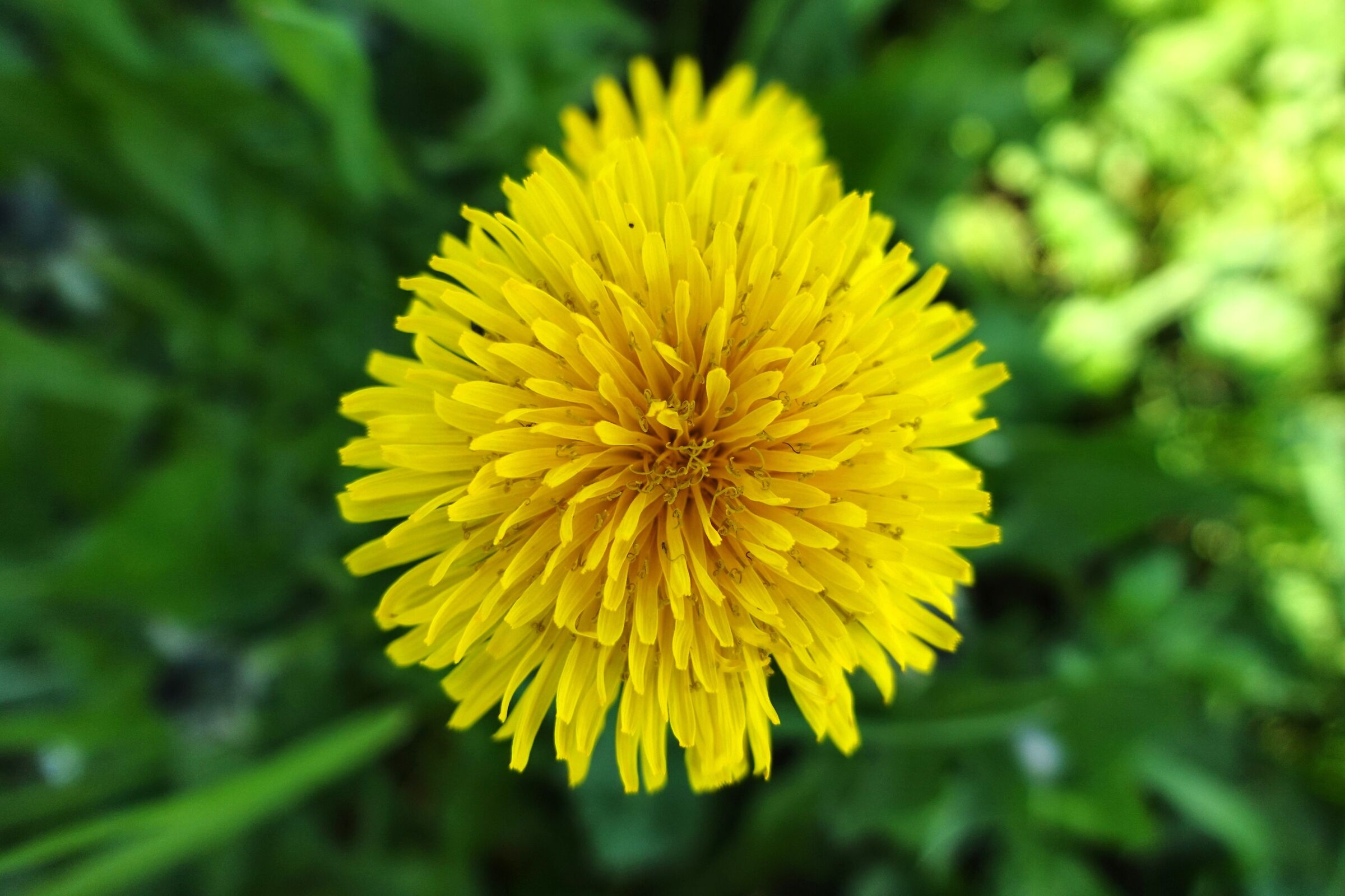Common Dandelion