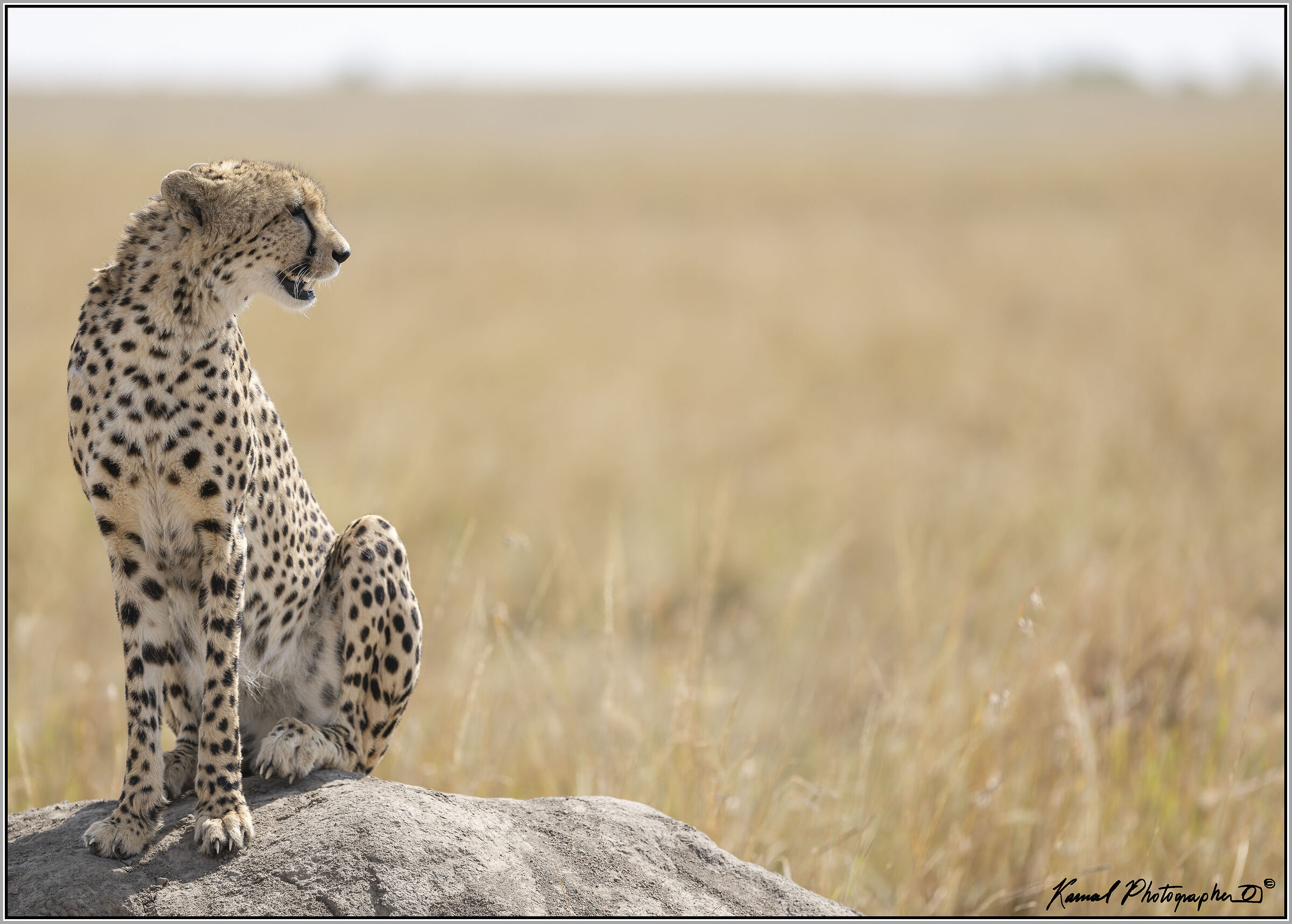 Acinonyx jubatus