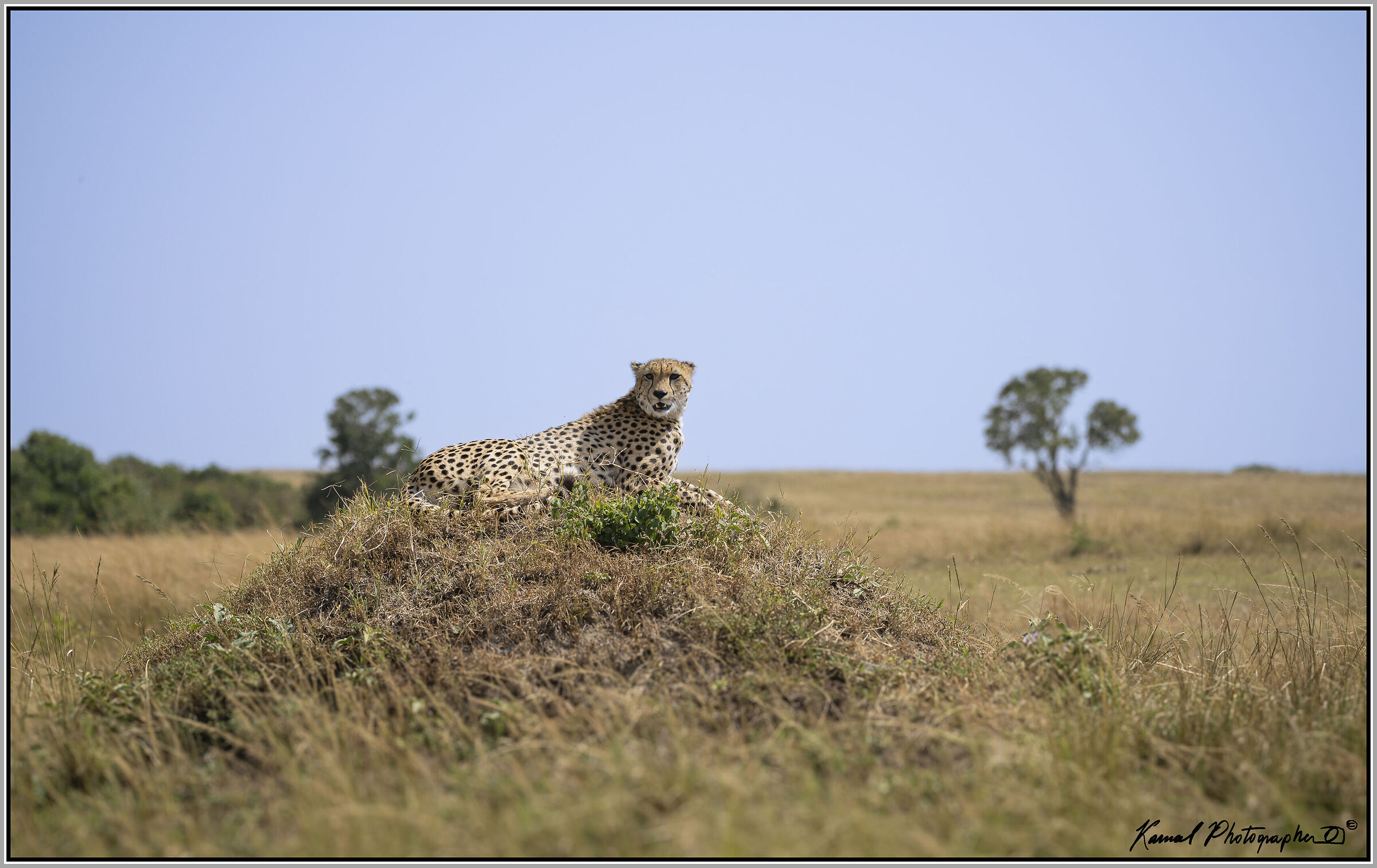 Acinonyx jubatus