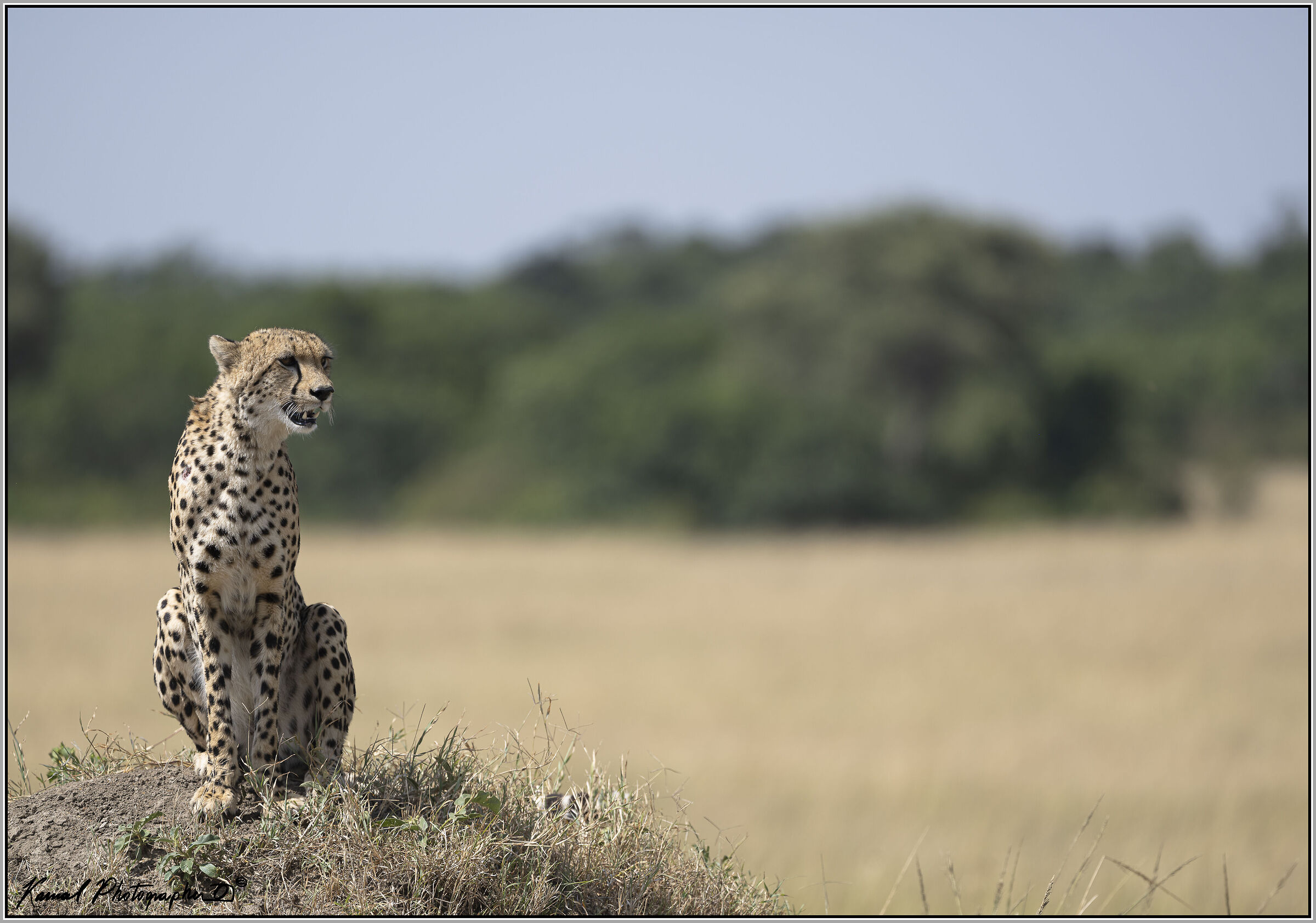 Acinonyx jubatus