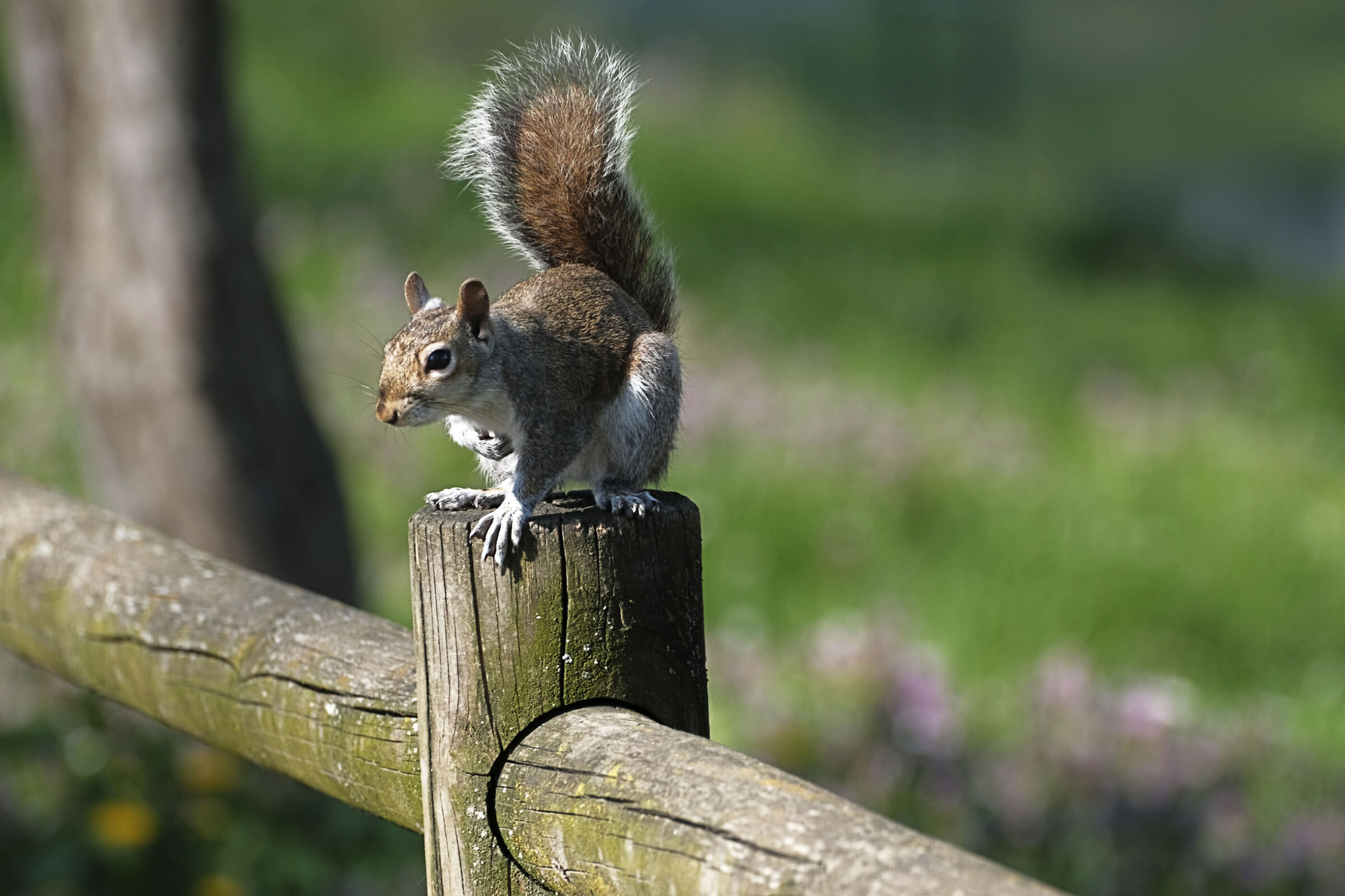 Un piacevole incontro al parco