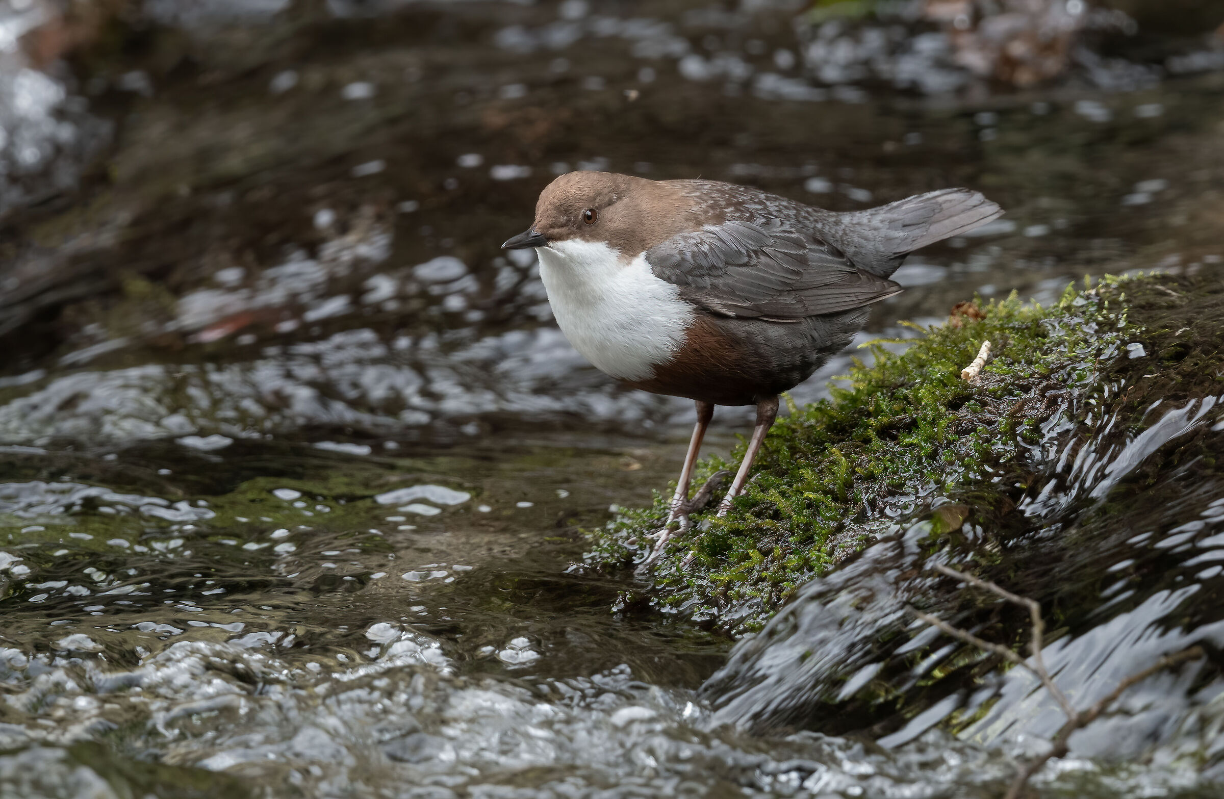 White-throated dipper