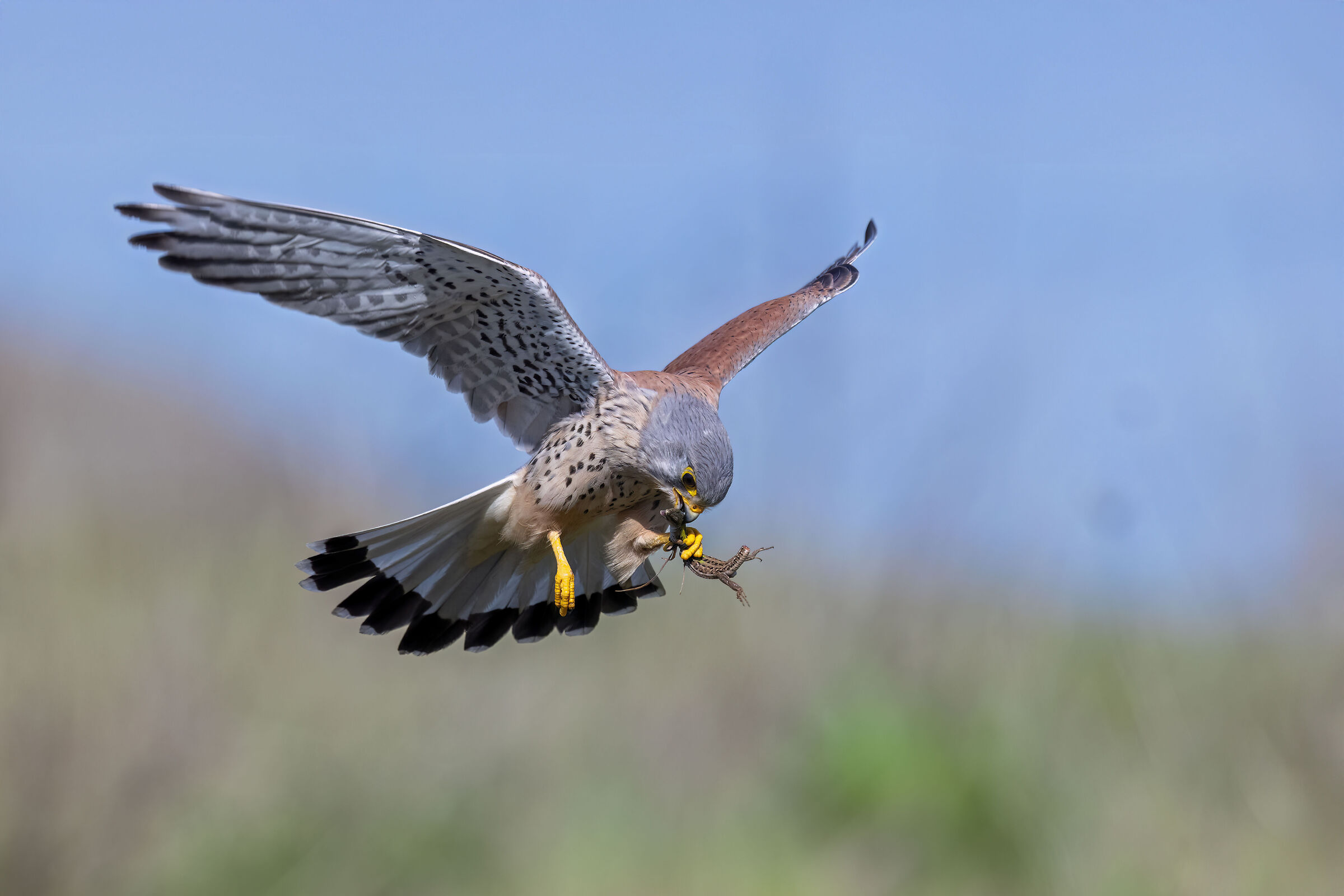 Gheppio con preda