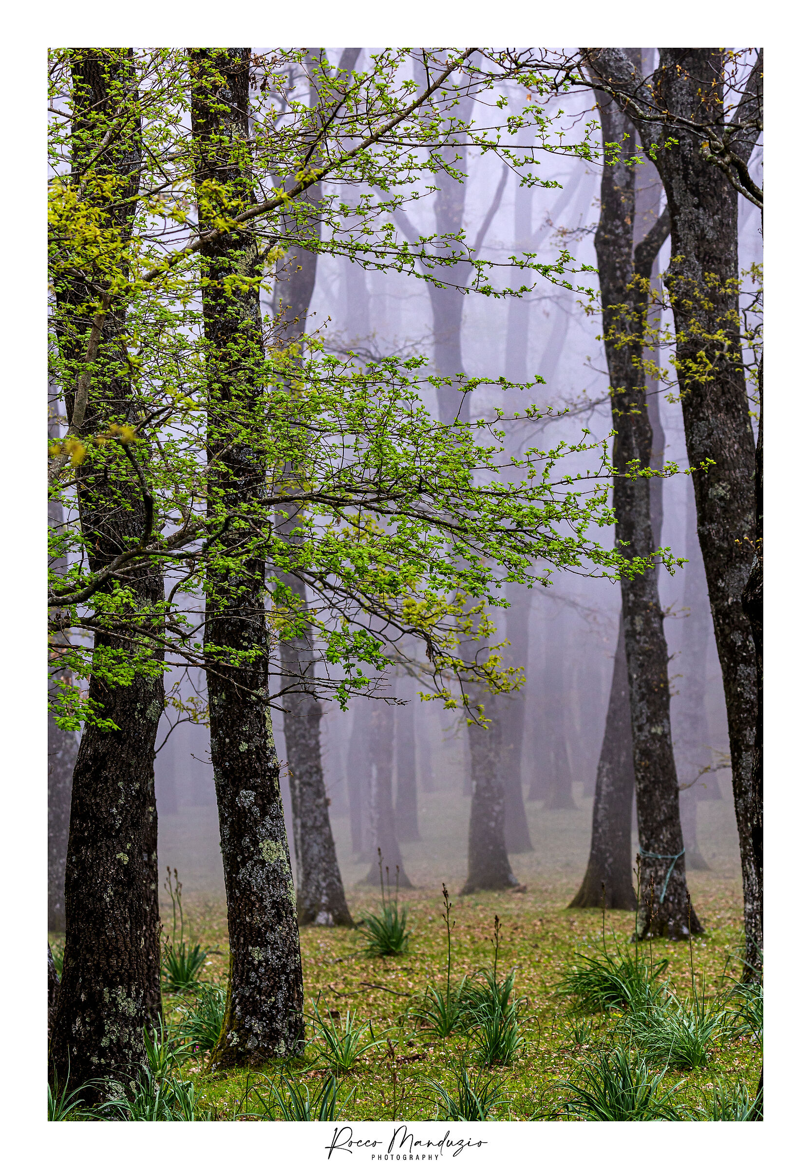 La foresta velata