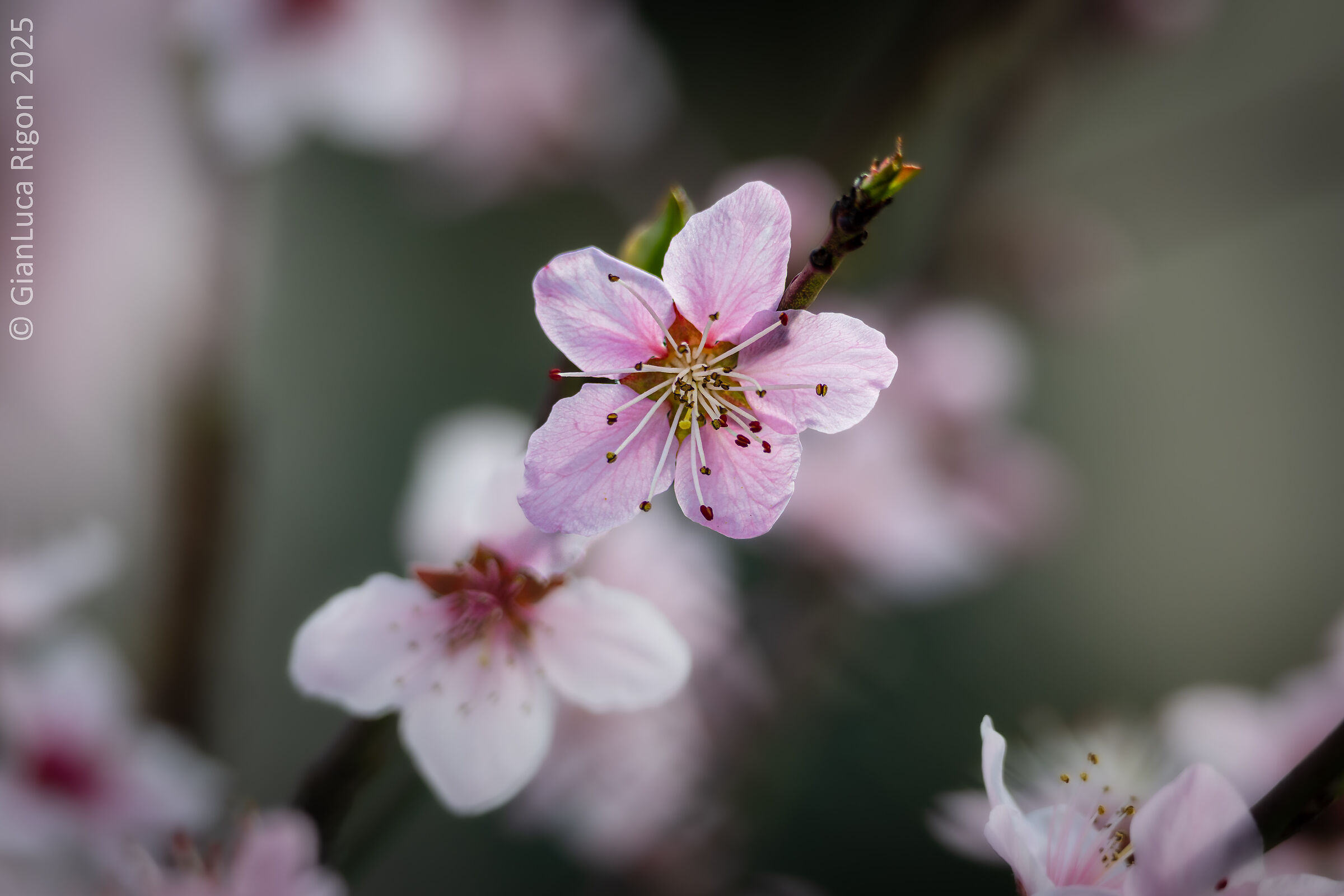 Assaggio di Primavera