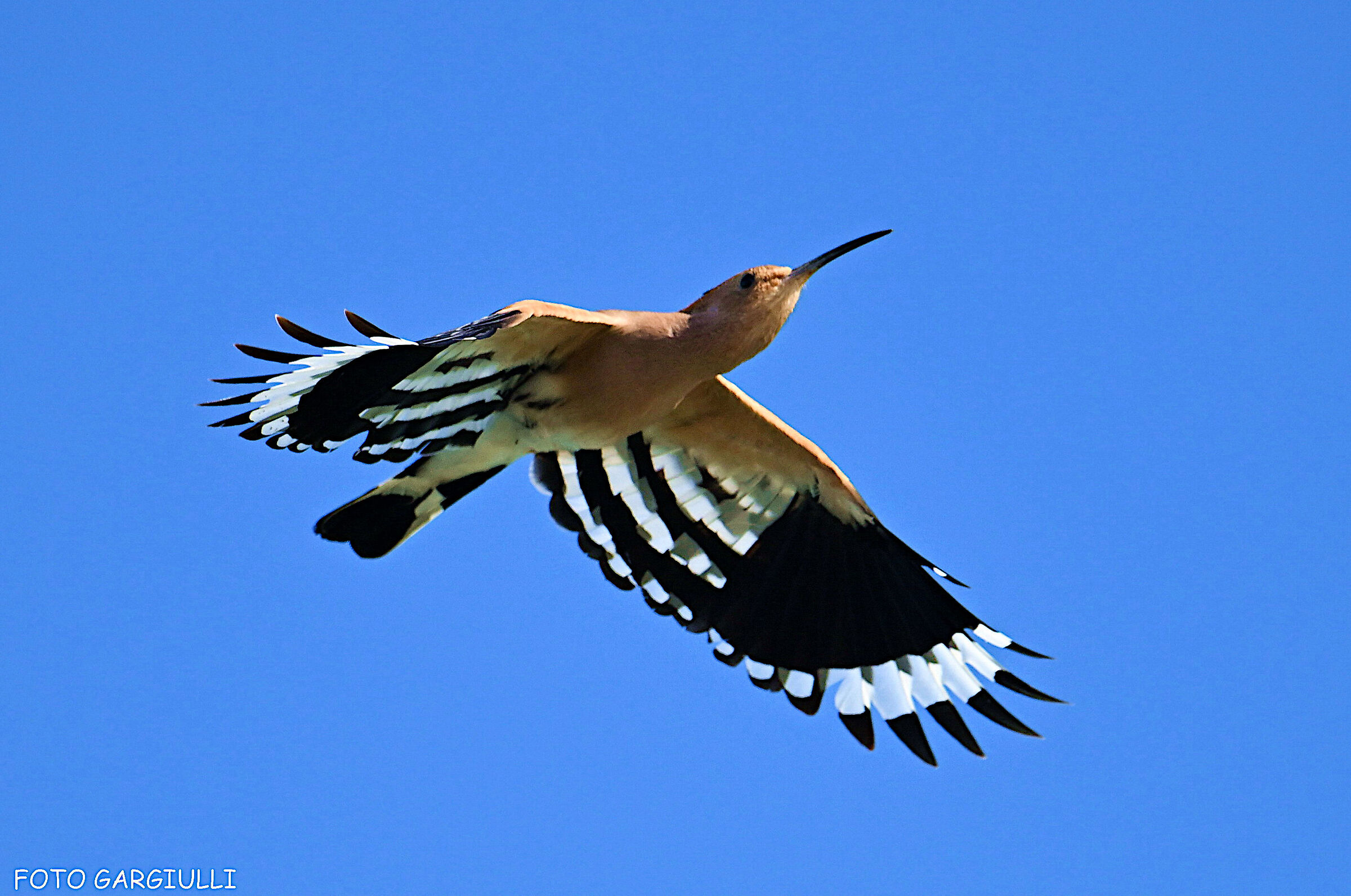 Hoopoe