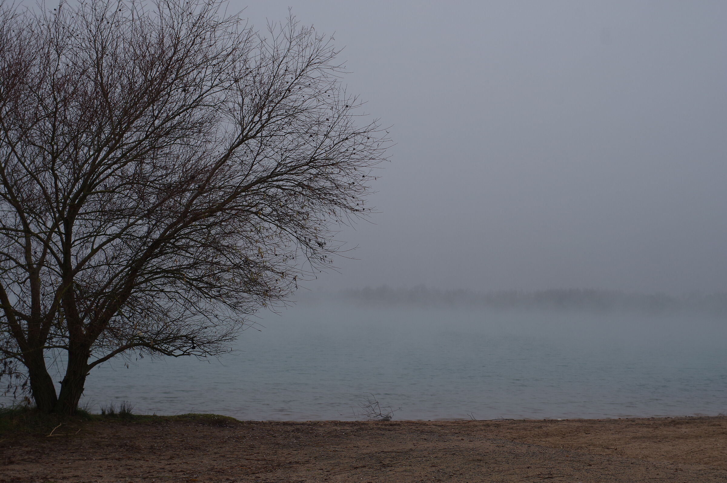 Fog at the lake