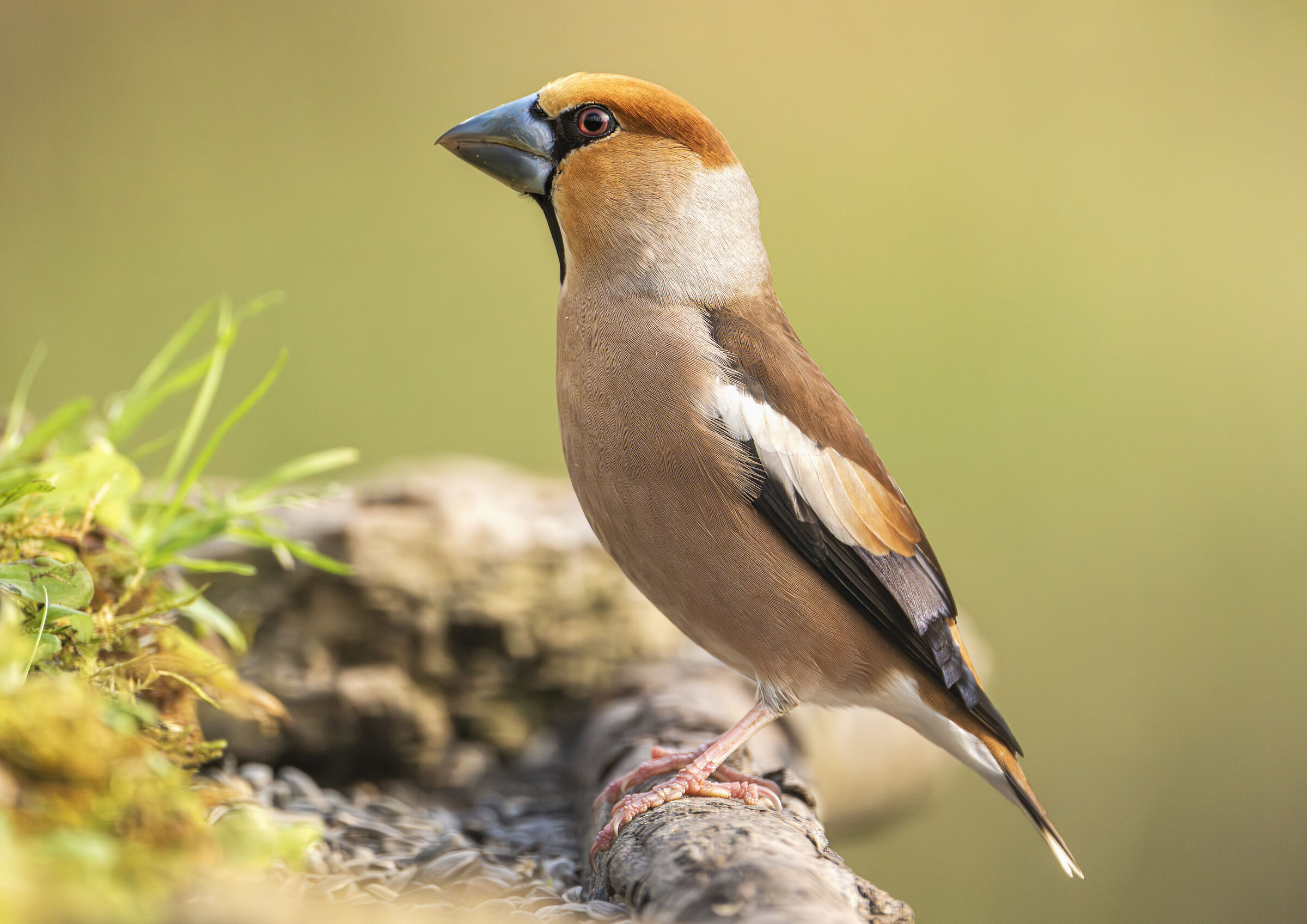 Coccothraustes coccothraustes