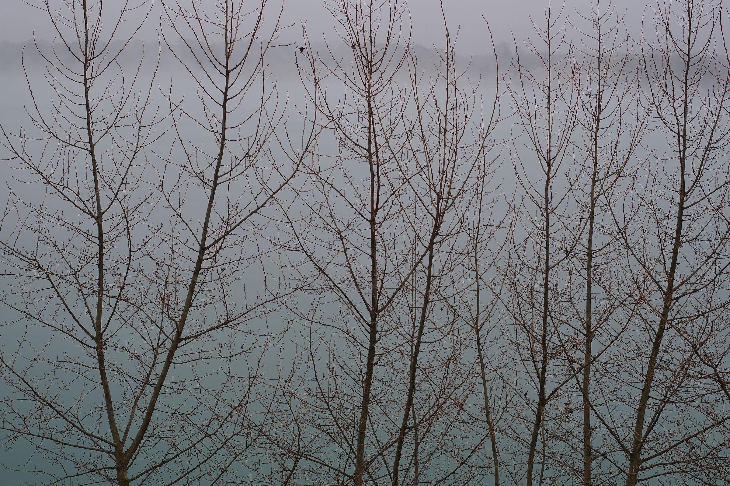 Fog at the lake 4