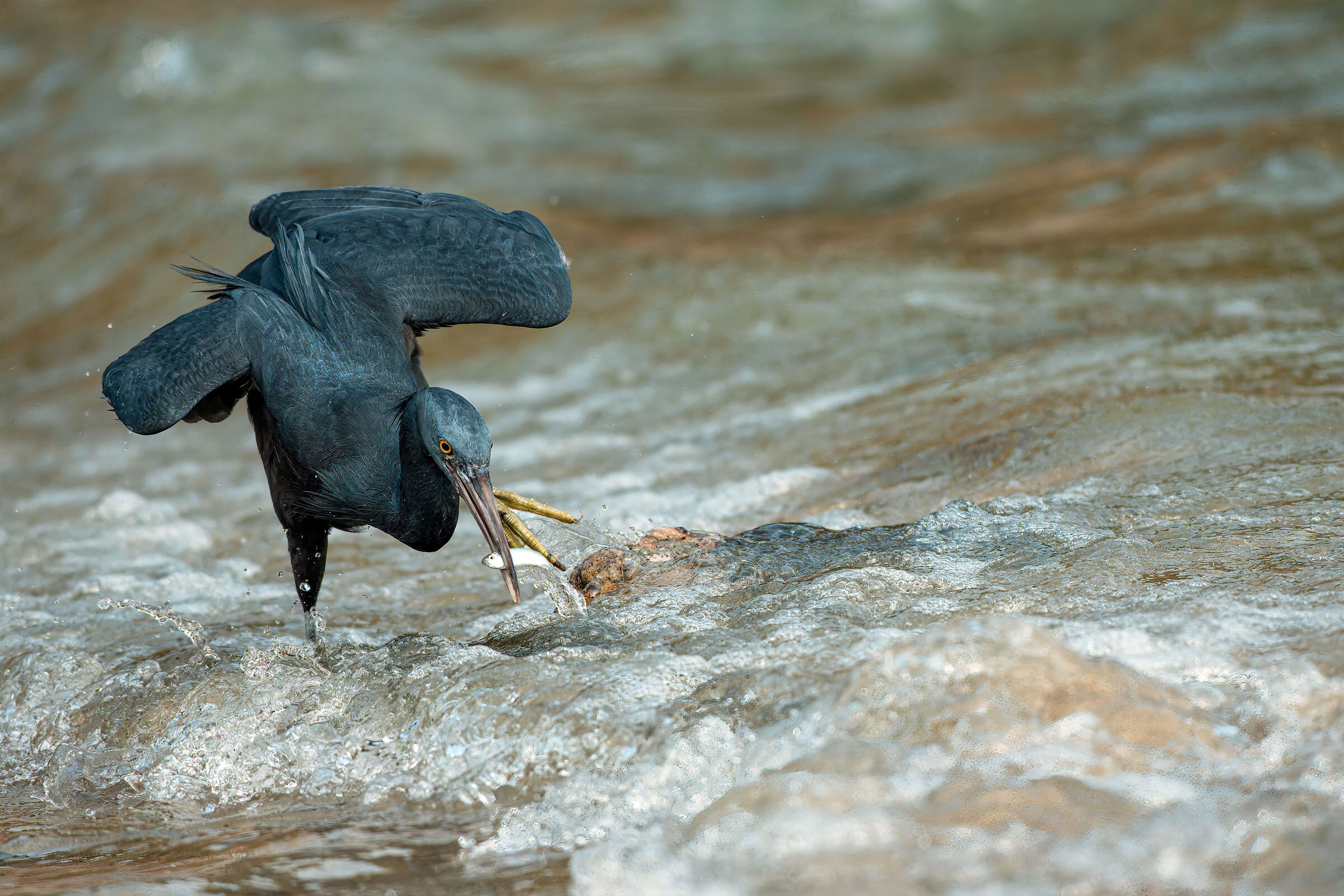Pacific reef heron with prey