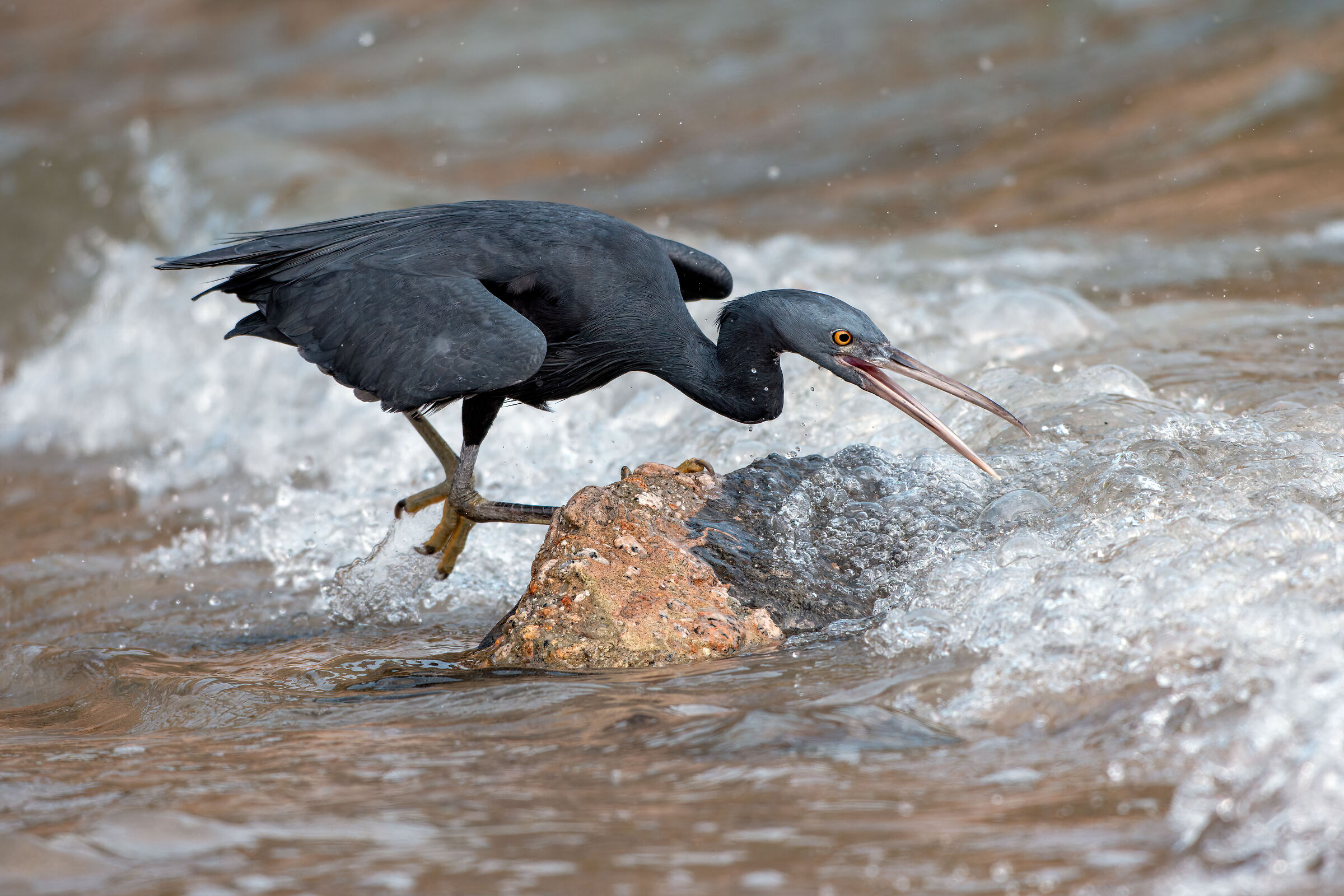 Pacific reef heron
