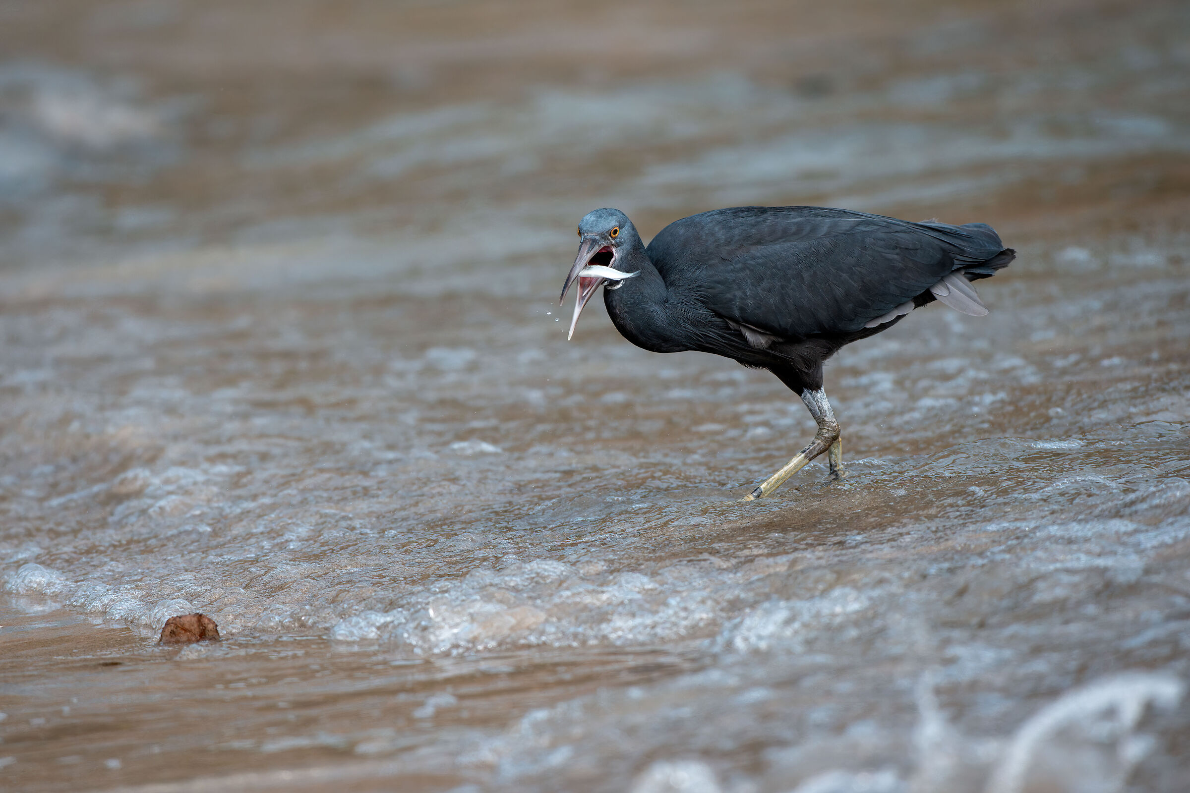 Pacific reef heron