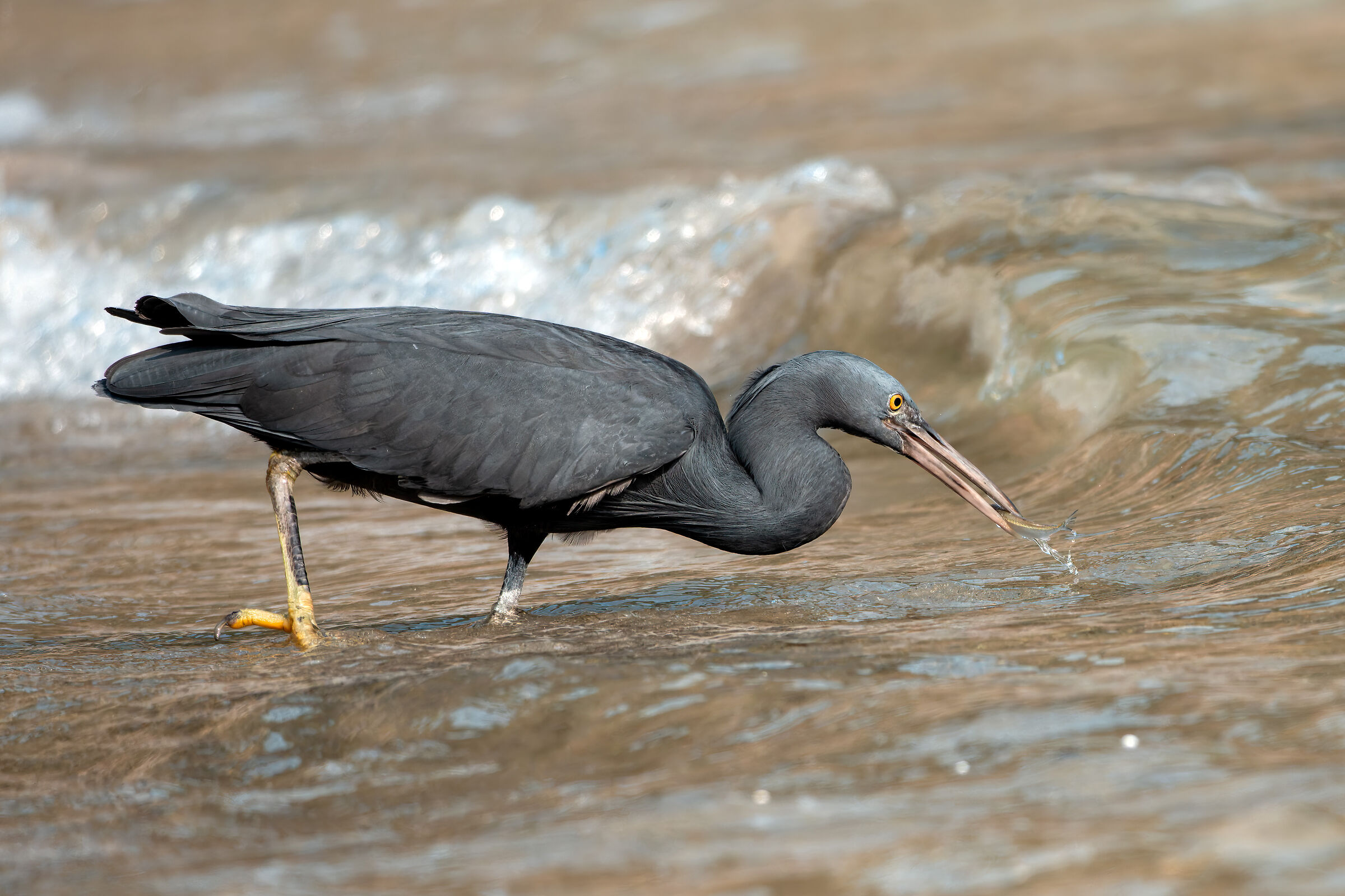 Pacific reef heron