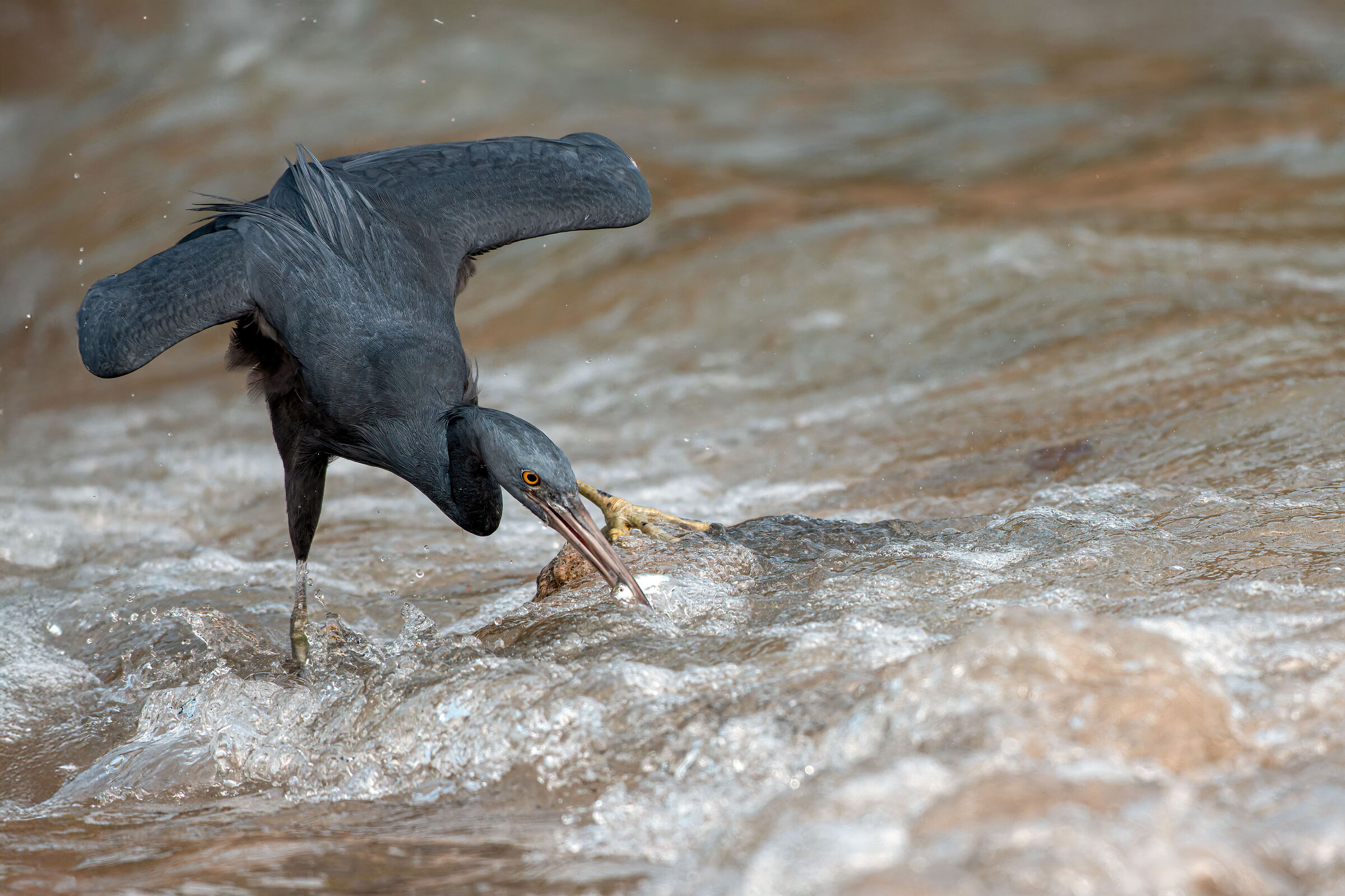 Pacific reef heron