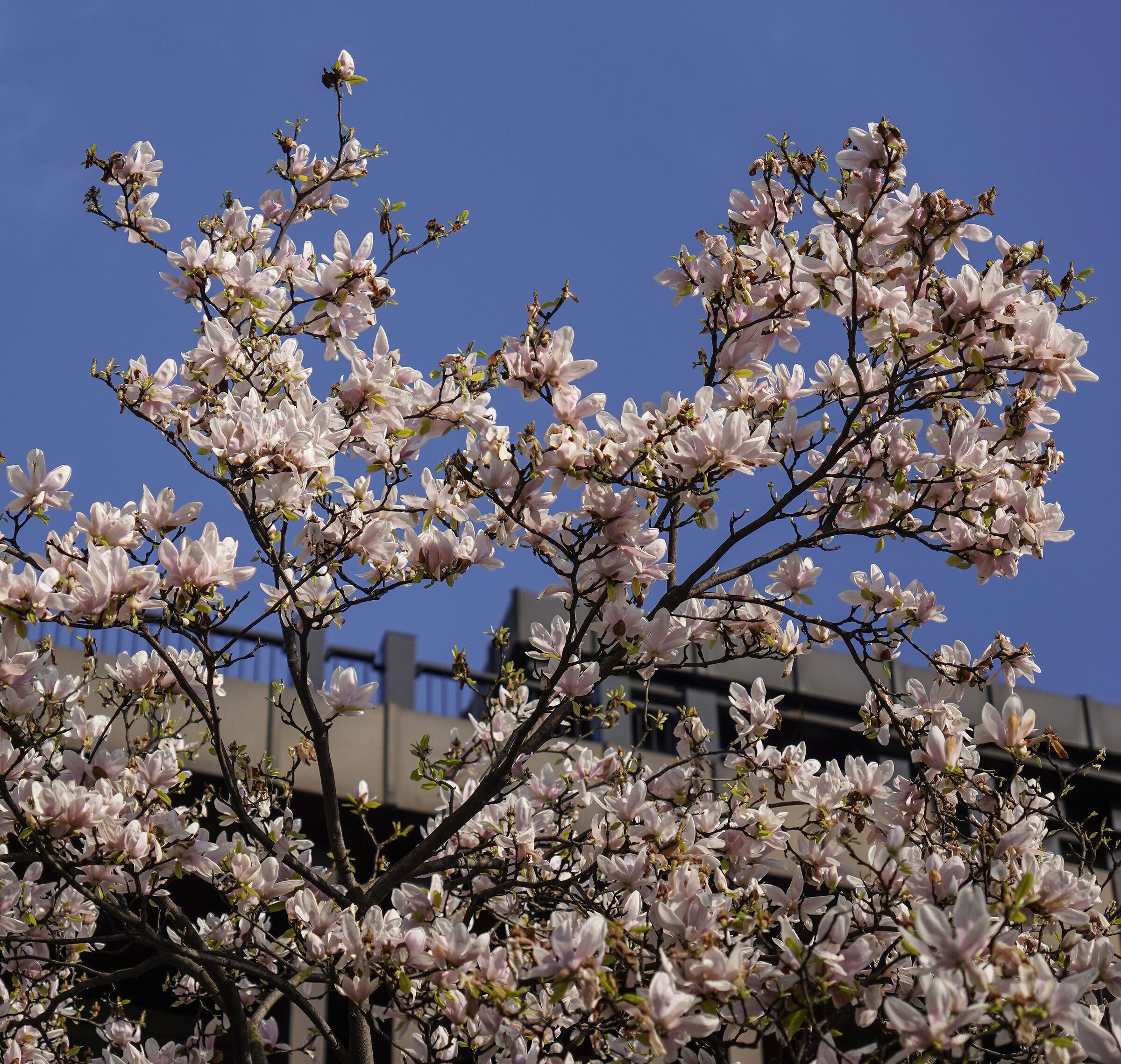 Flowering of a magnolia in Largo Cairoli