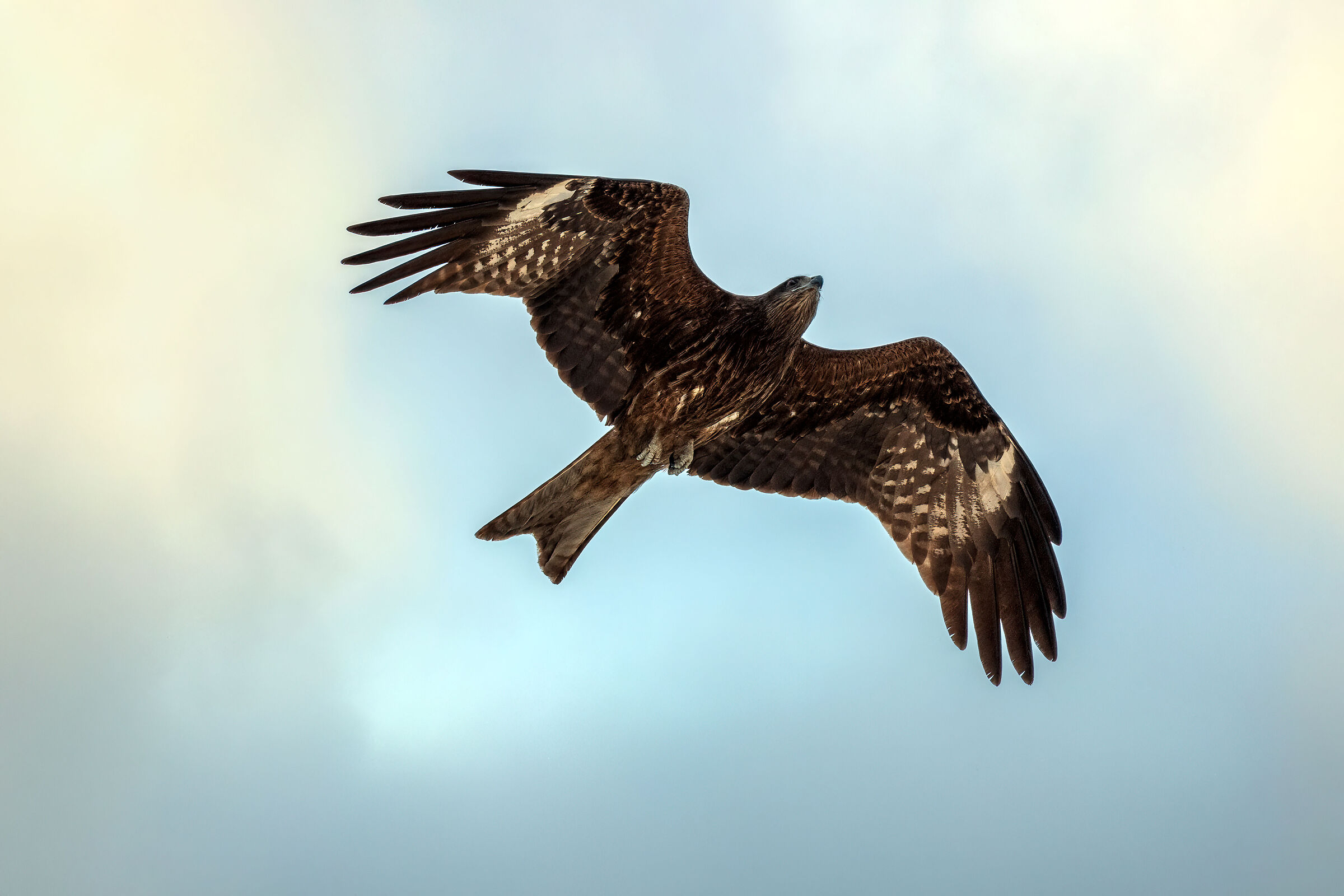 Black kite (Black Kite) Milvus migrans