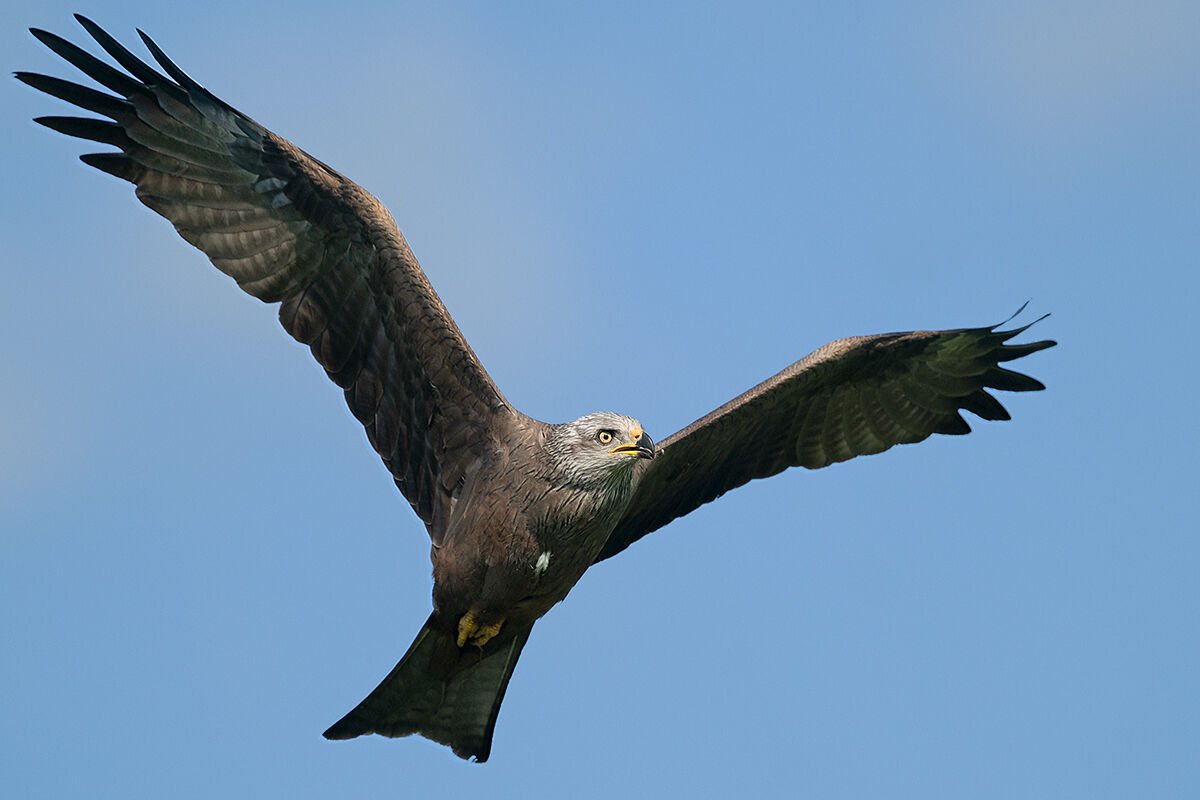 Black kite