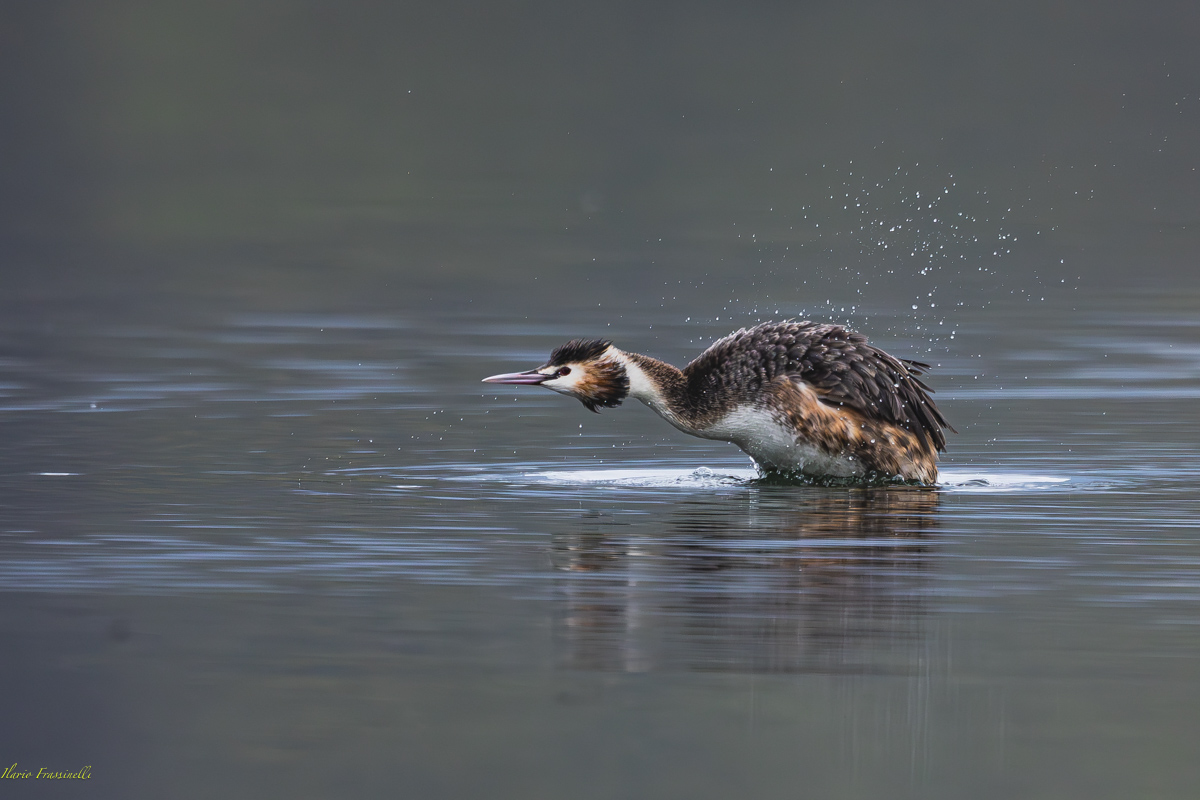 Great crested grebe