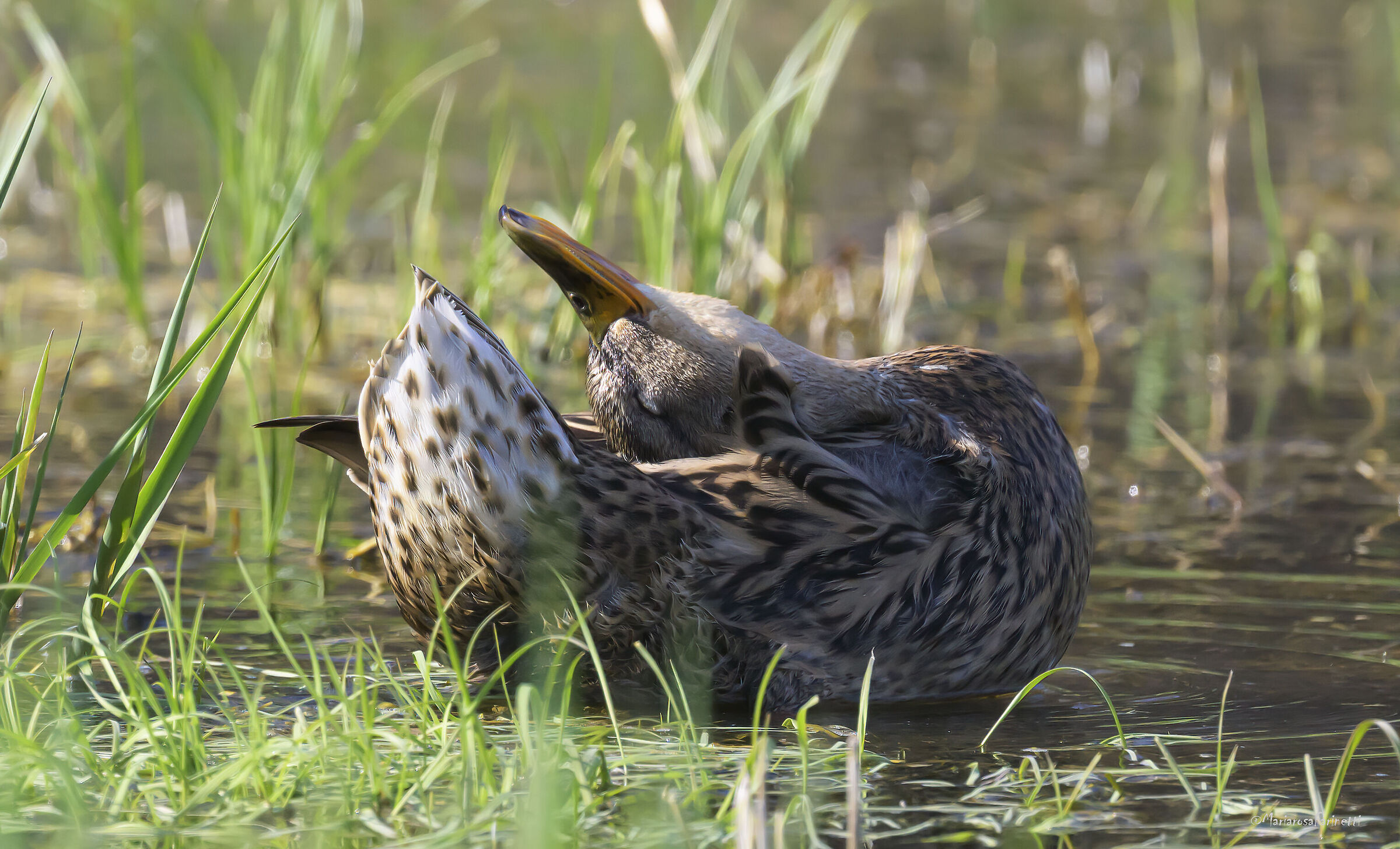 finalmente!!! il sole!!!