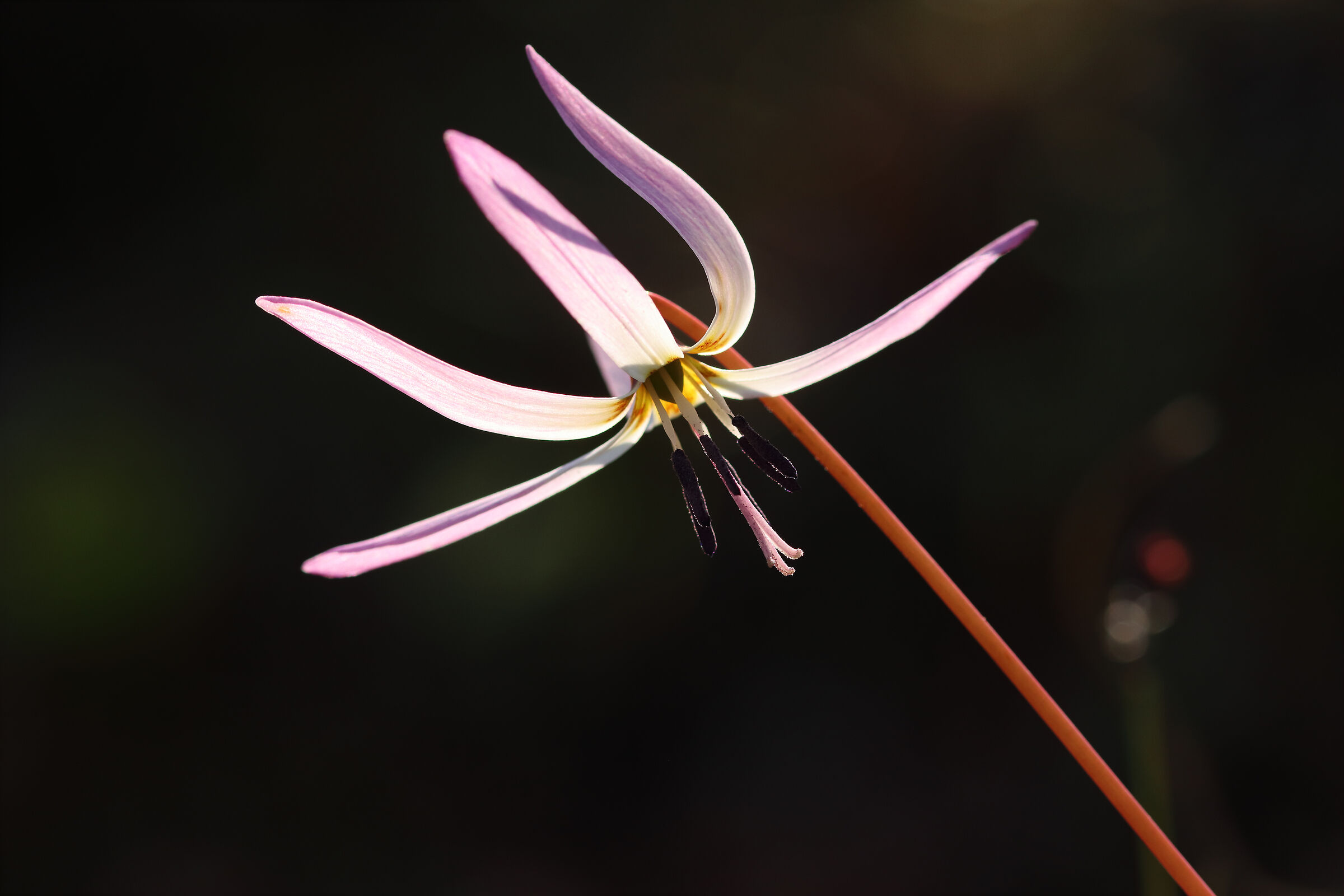 Erythronium dens-canis . now the flowering -