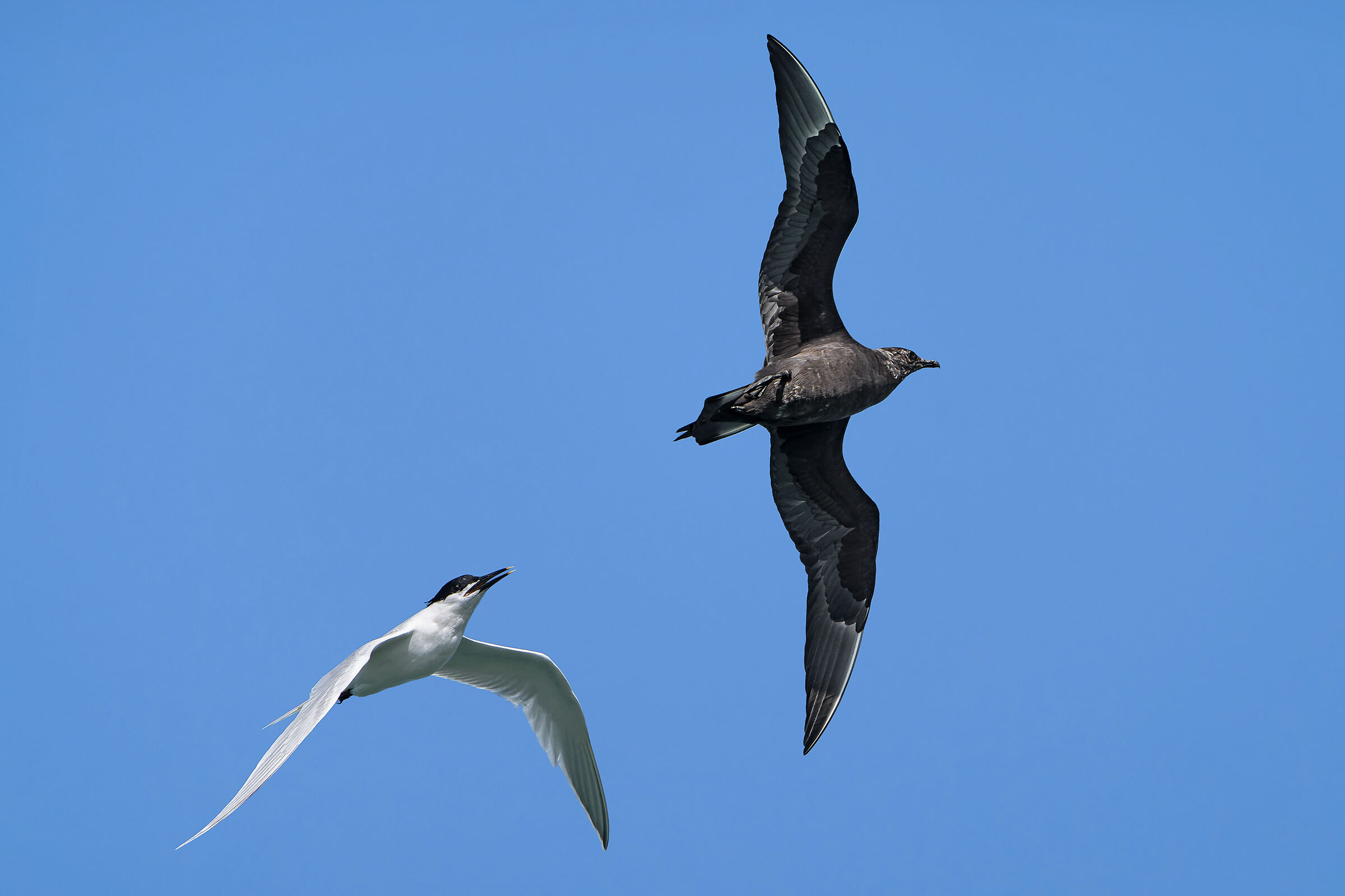 Sometimes even sandwich terns get angry...
