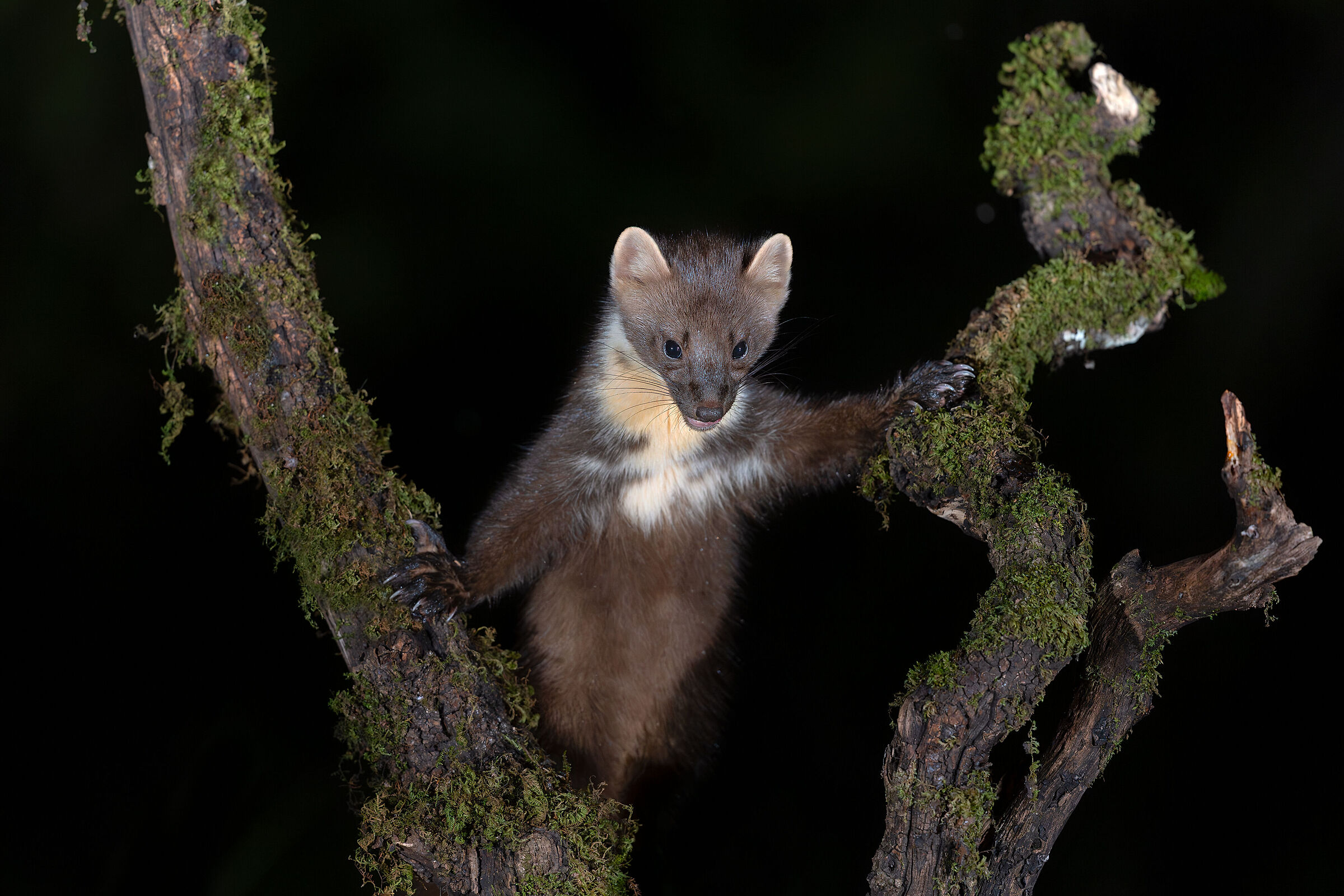 Marten