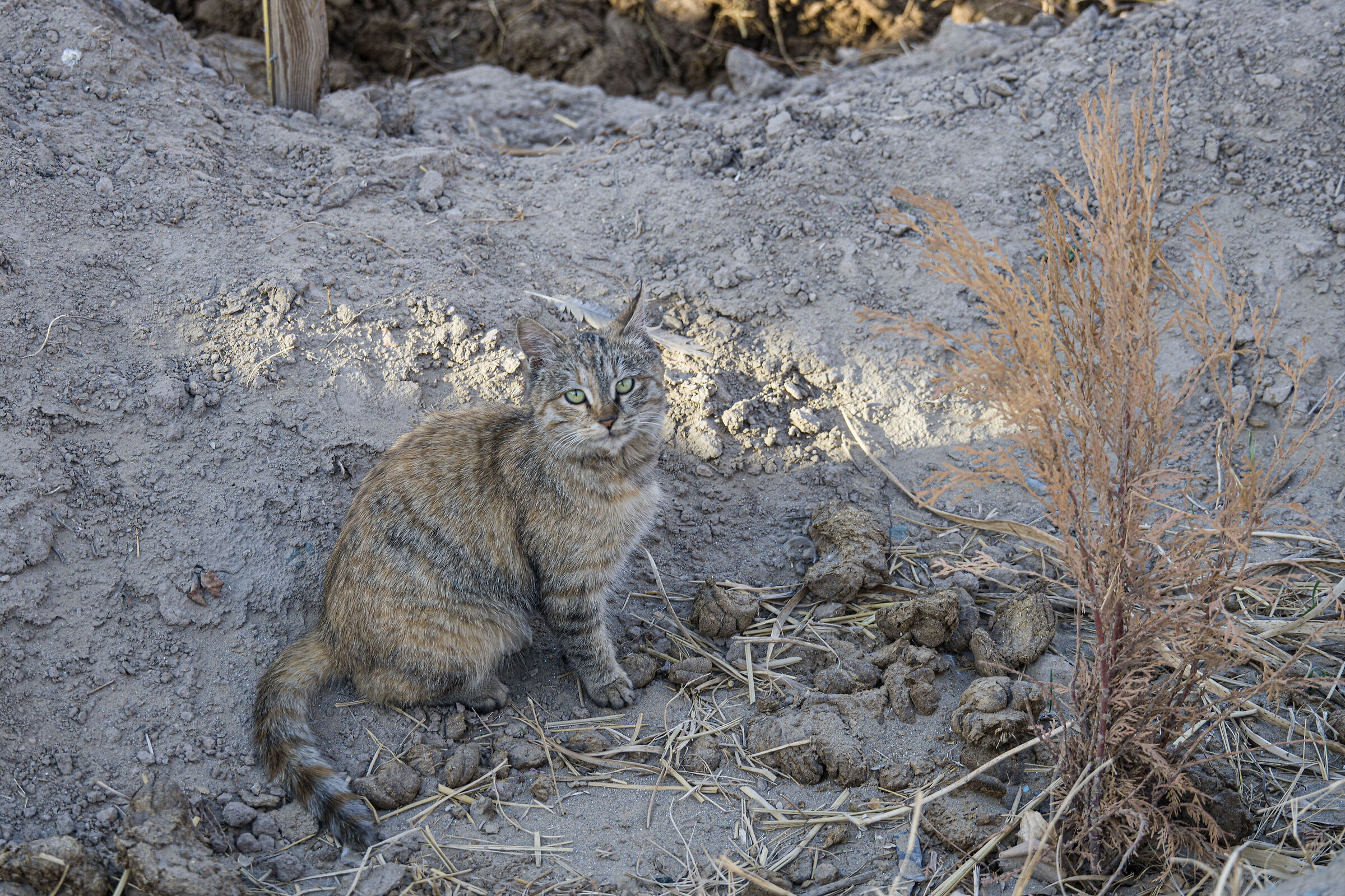 Uzbekistan 2025 - Khiva (39)