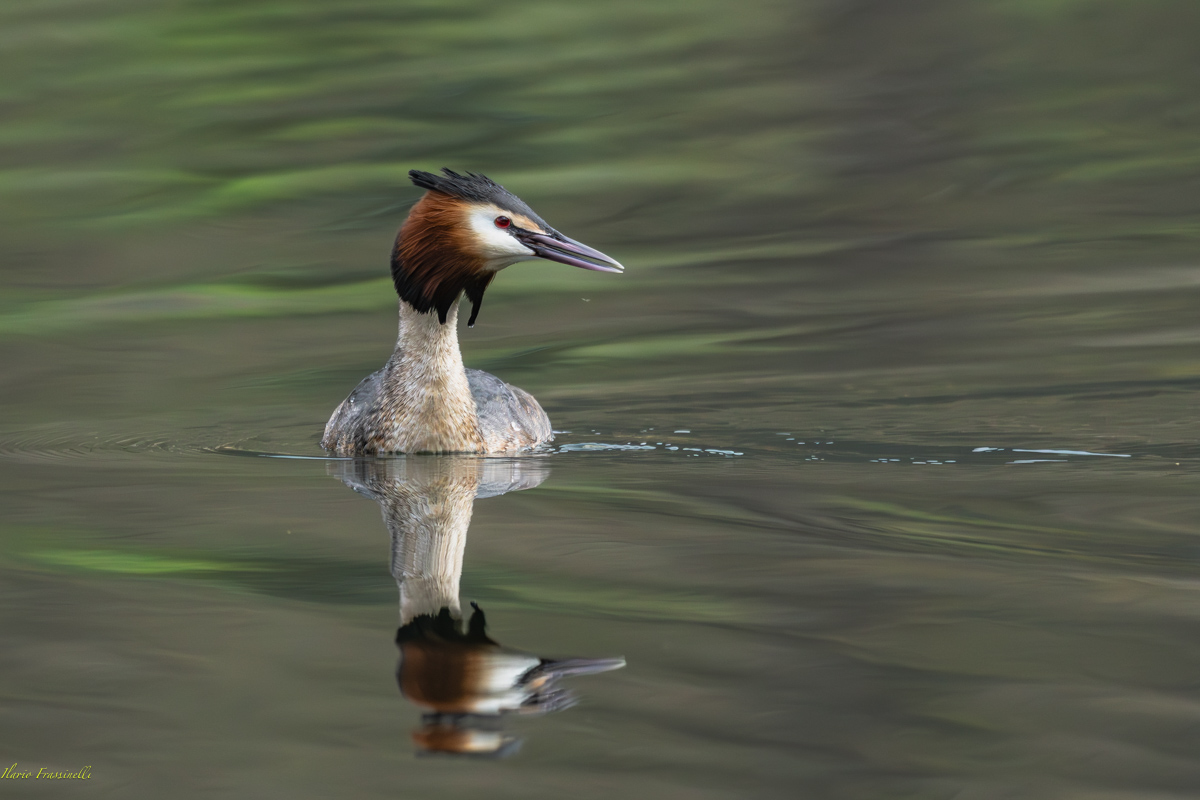 Grebe