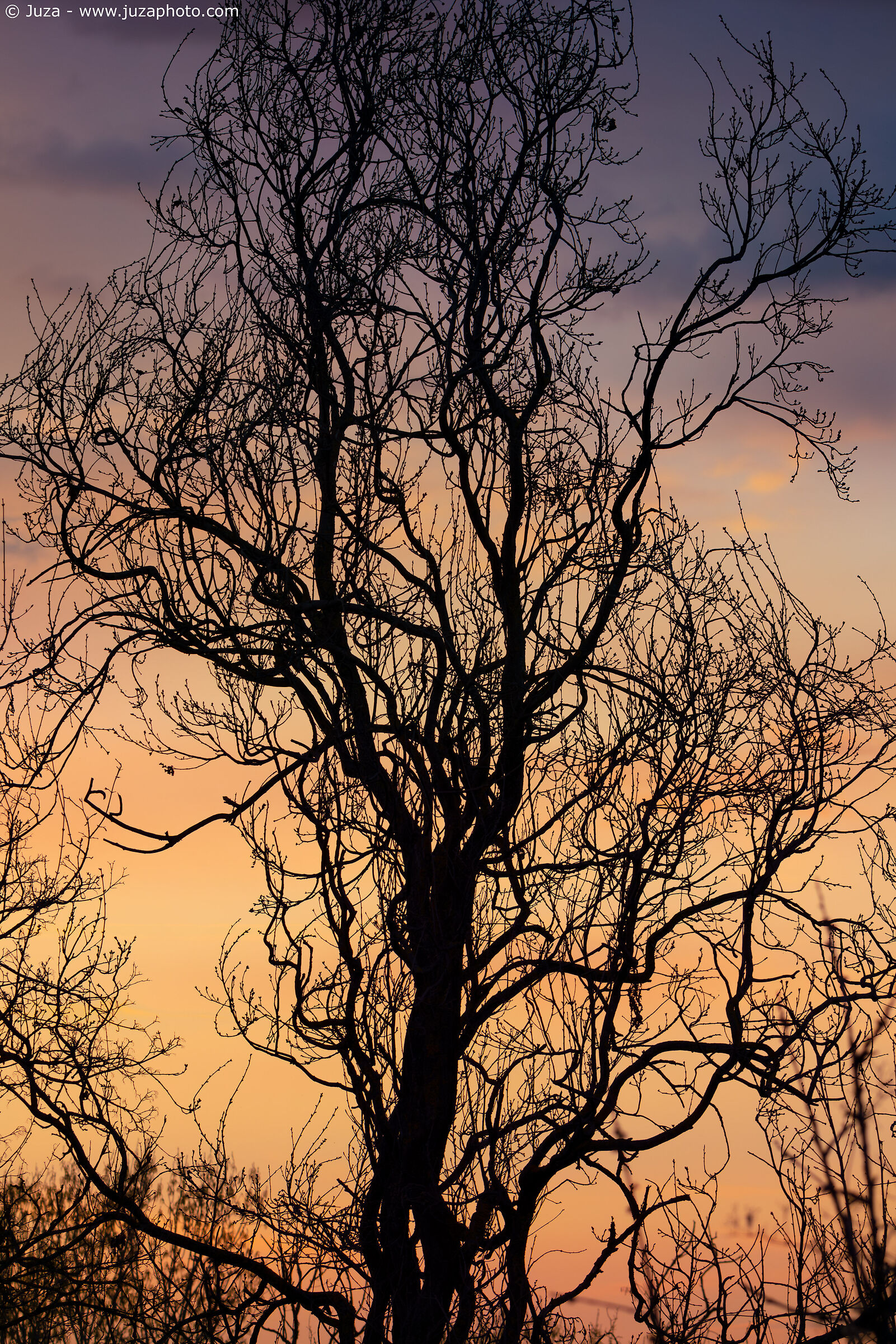 Sinuous tree shapes