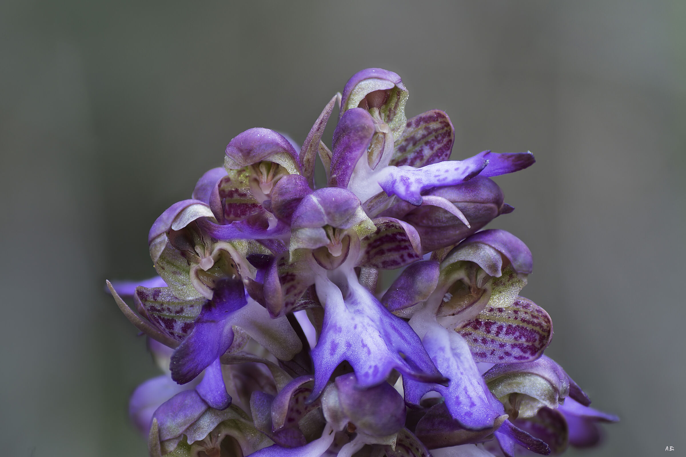 Barlia robertiana - particolare