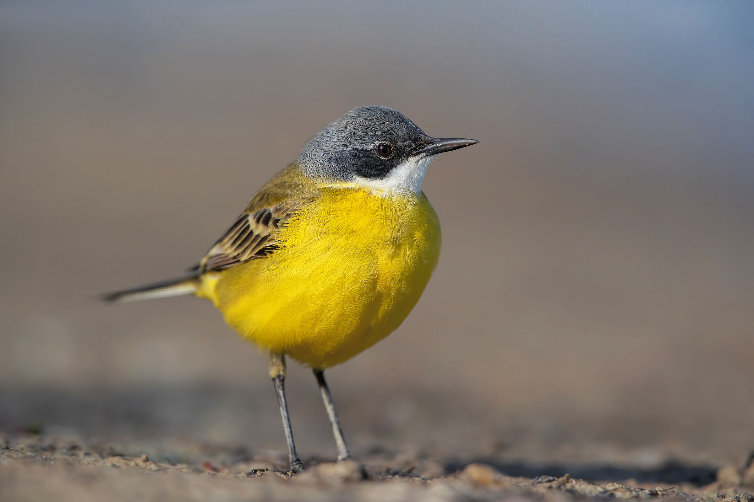 Wagtail