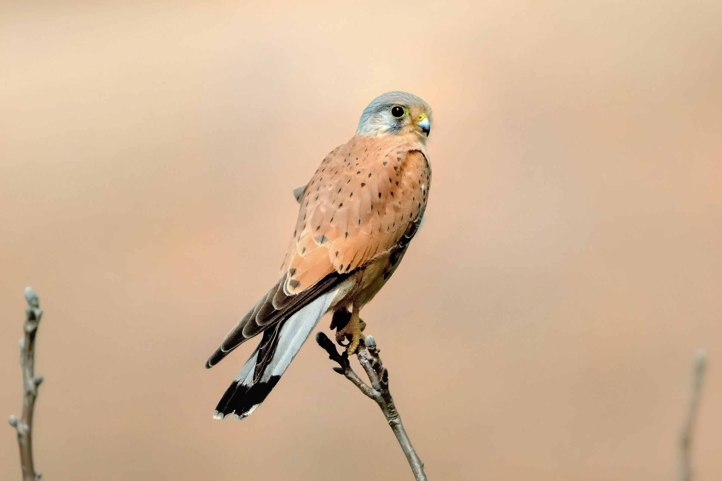 Gheppio (Falco tinnunculus)