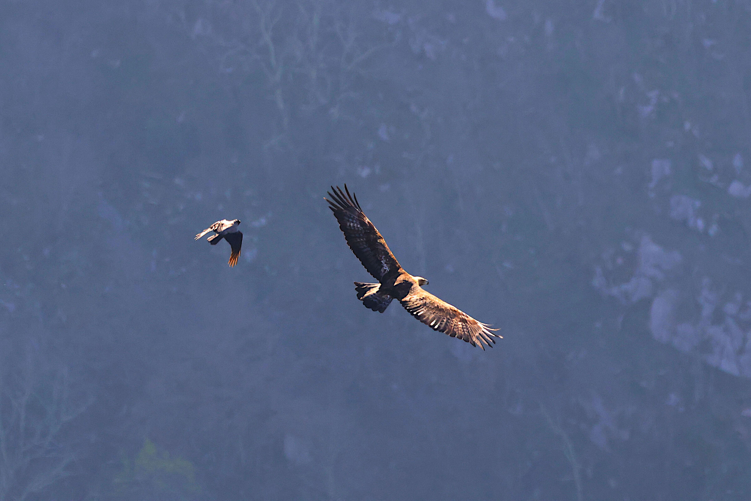 Golden Eagle mobbed by Crow