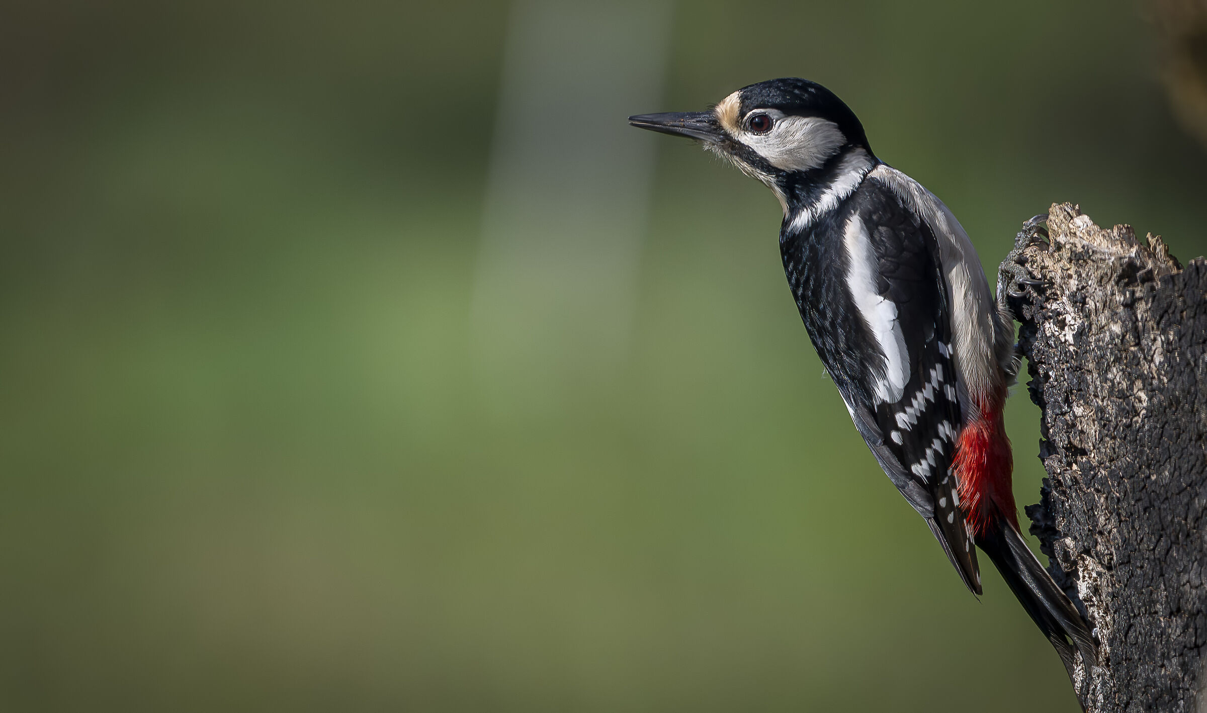 Spotted woodpecker #capannocora