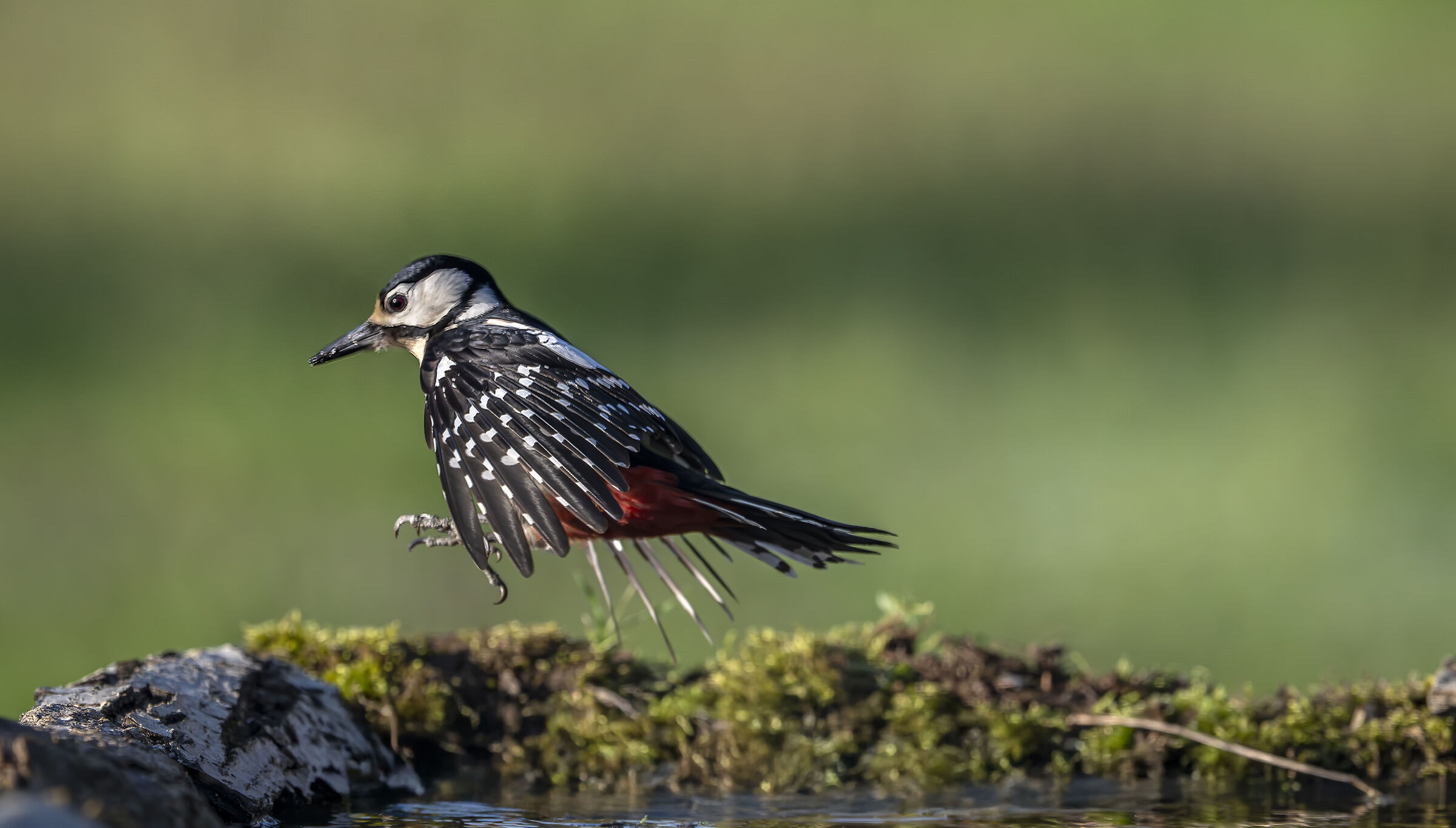 Spotted woodpecker #capannocora