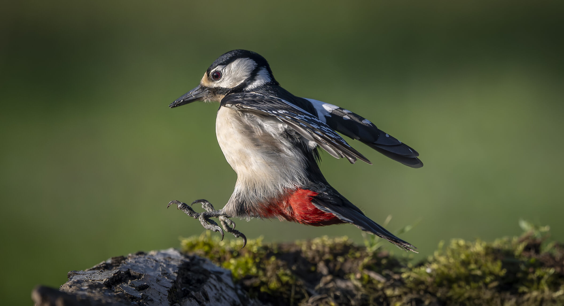 Spotted woodpecker #capannocora