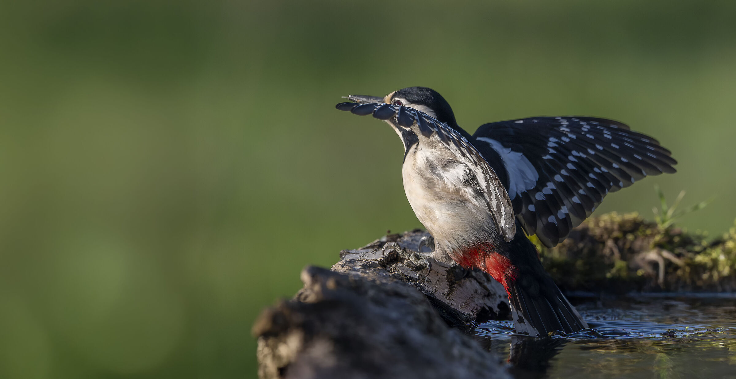 Spotted woodpecker #capannocora