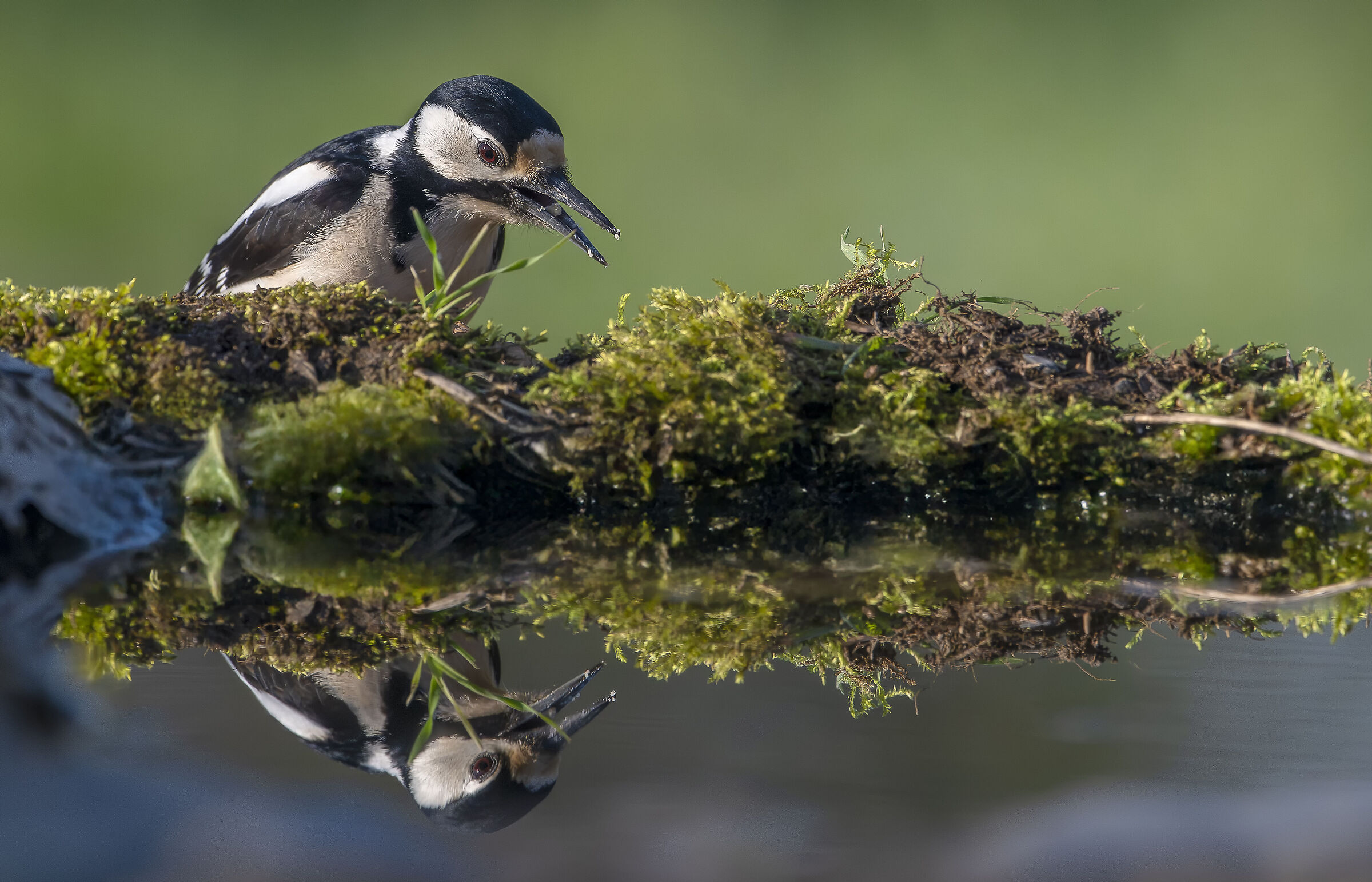 Spotted woodpecker #capannocora
