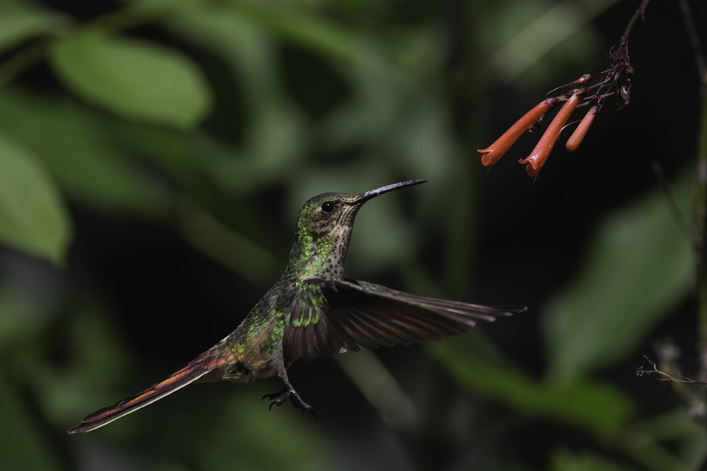 Colibrì cometa dalla coda rossa