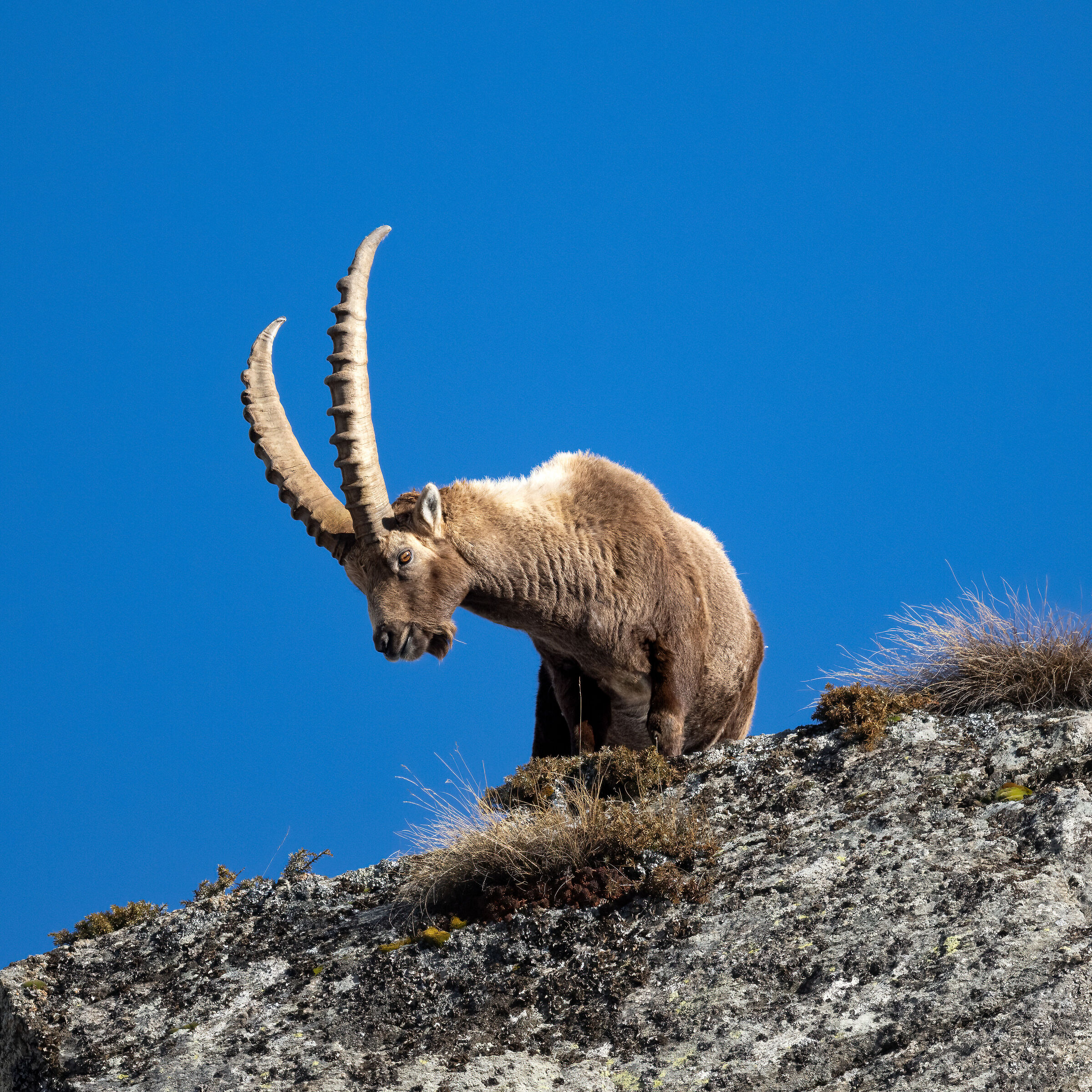 Ibex - Gran Paradiso National Park