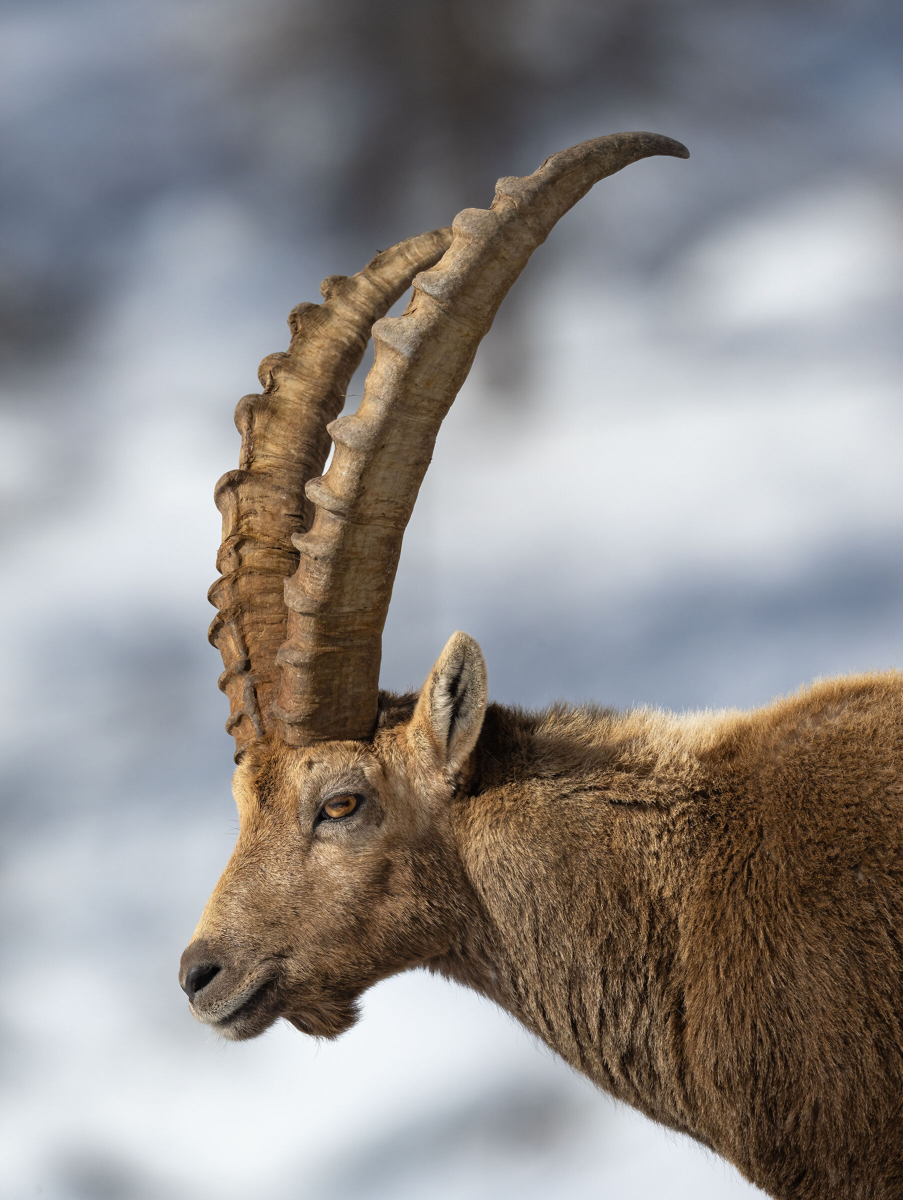 Ibex - Gran Paradiso National Park