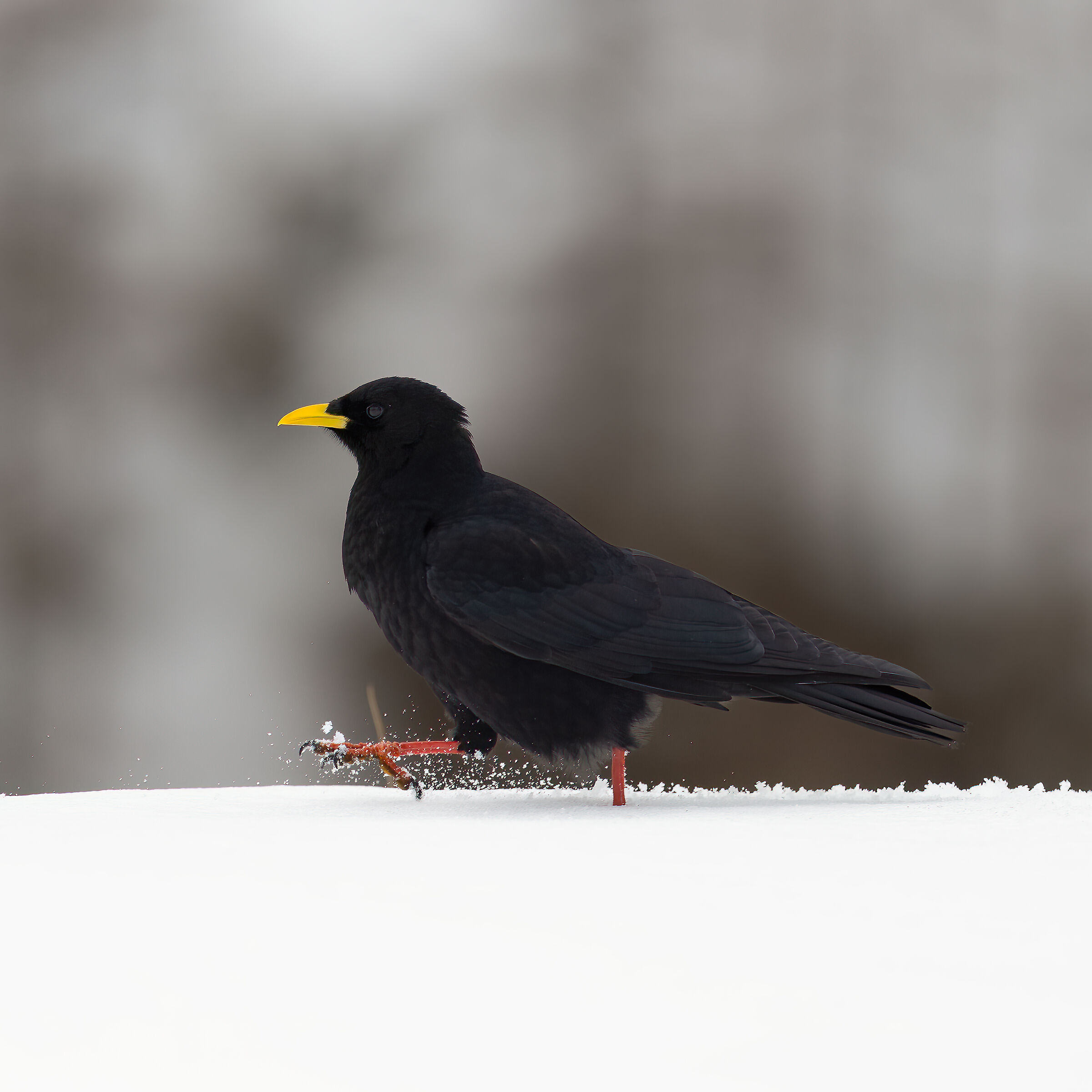 Alpine Chough - Gran Paradiso National Park