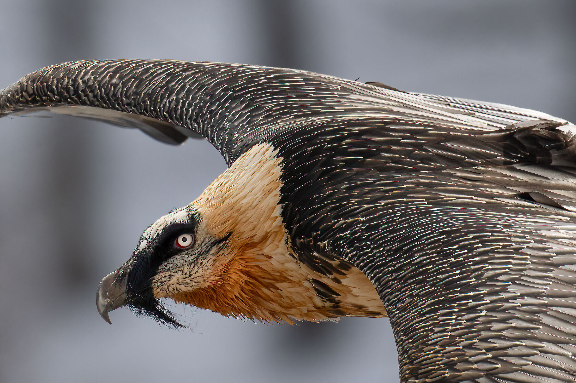 Gypaetus barbatus - Gran Paradiso National Park