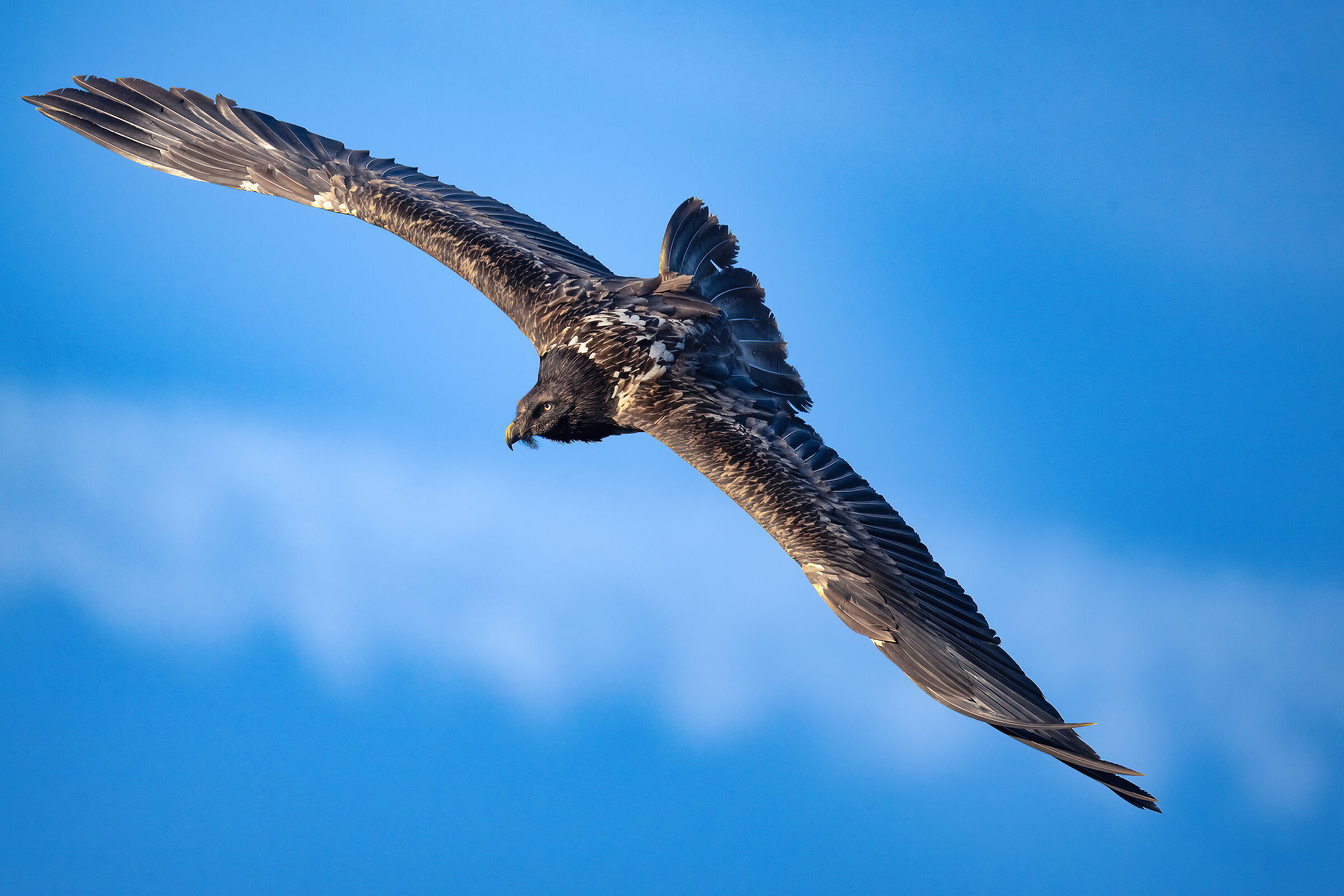 Gypaetus barbatus - Gran Paradiso National Park